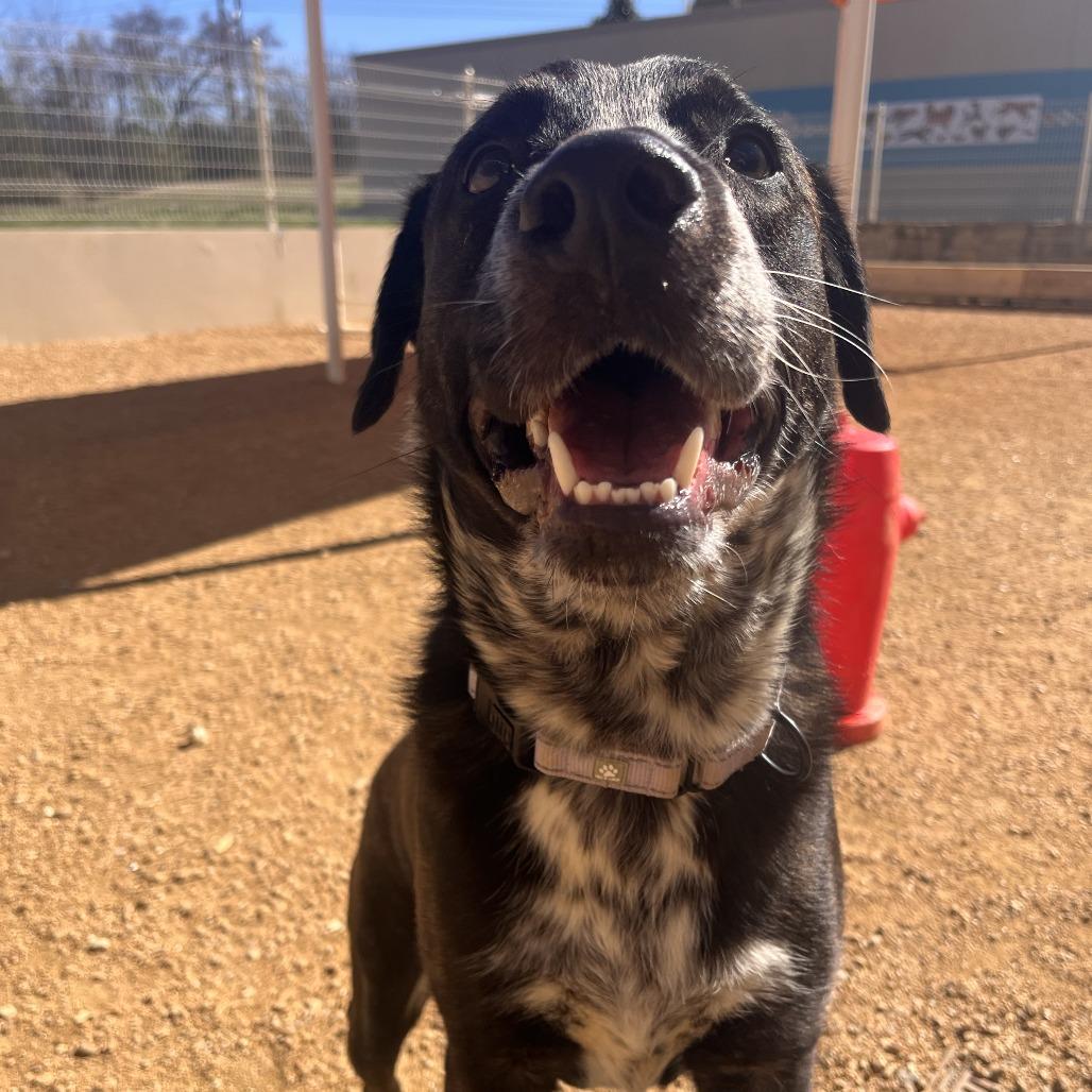 Enlarge Gopher, a Adoptable Mixed Breed in Bentonville, AR image 2/6