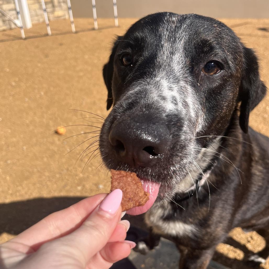 Enlarge Gopher, a Adoptable Mixed Breed in Bentonville, AR image 3/6