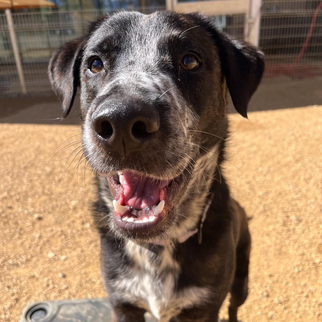 Enlarge Gopher, a Adoptable Mixed Breed in Bentonville, AR image 4/6