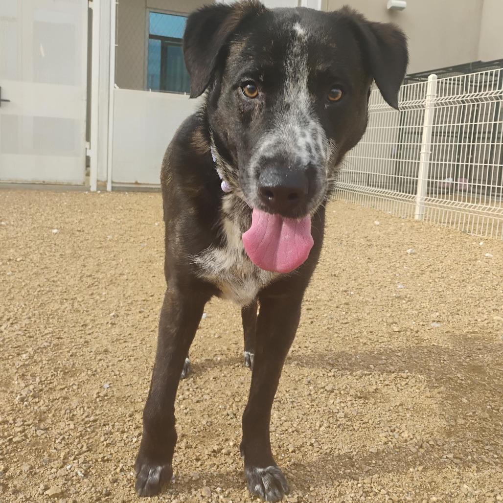 Enlarge Gopher, a Adoptable Mixed Breed in Bentonville, AR image 5/6