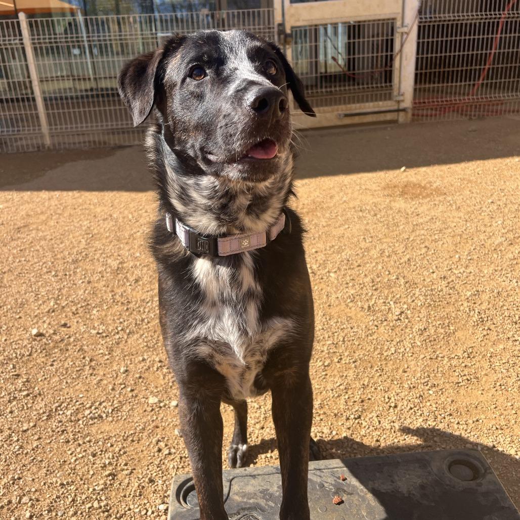 Enlarge Gopher, a Adoptable Mixed Breed in Bentonville, AR image 6/6