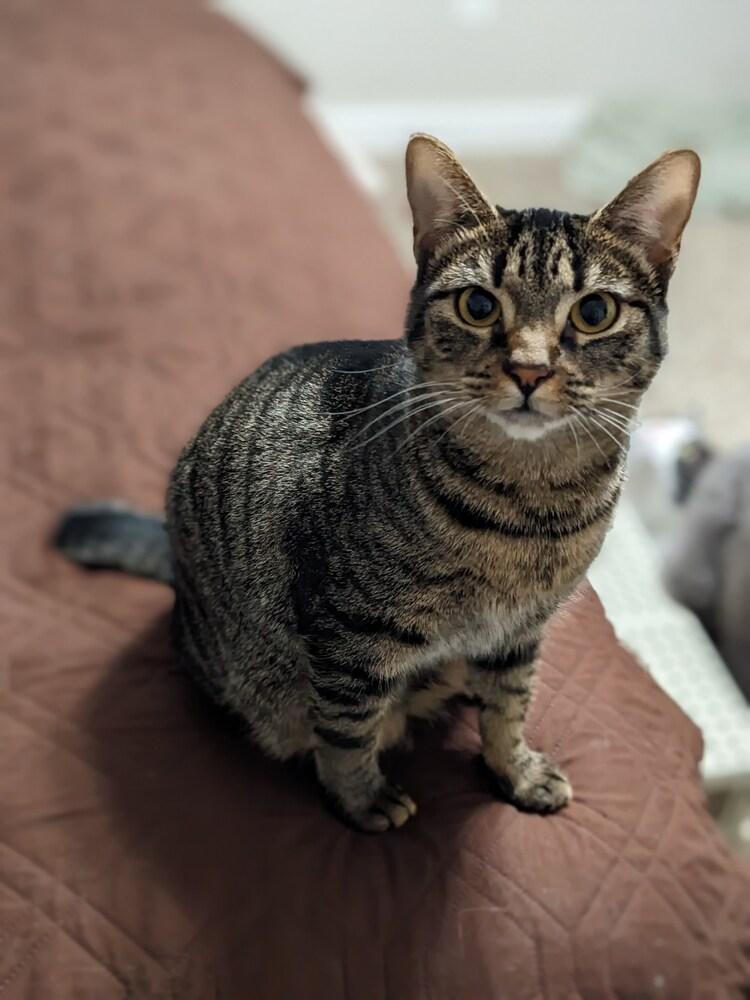 Enlarge Tamanga, a Adoptable mixed breed in Greensboro, NC image 2/5