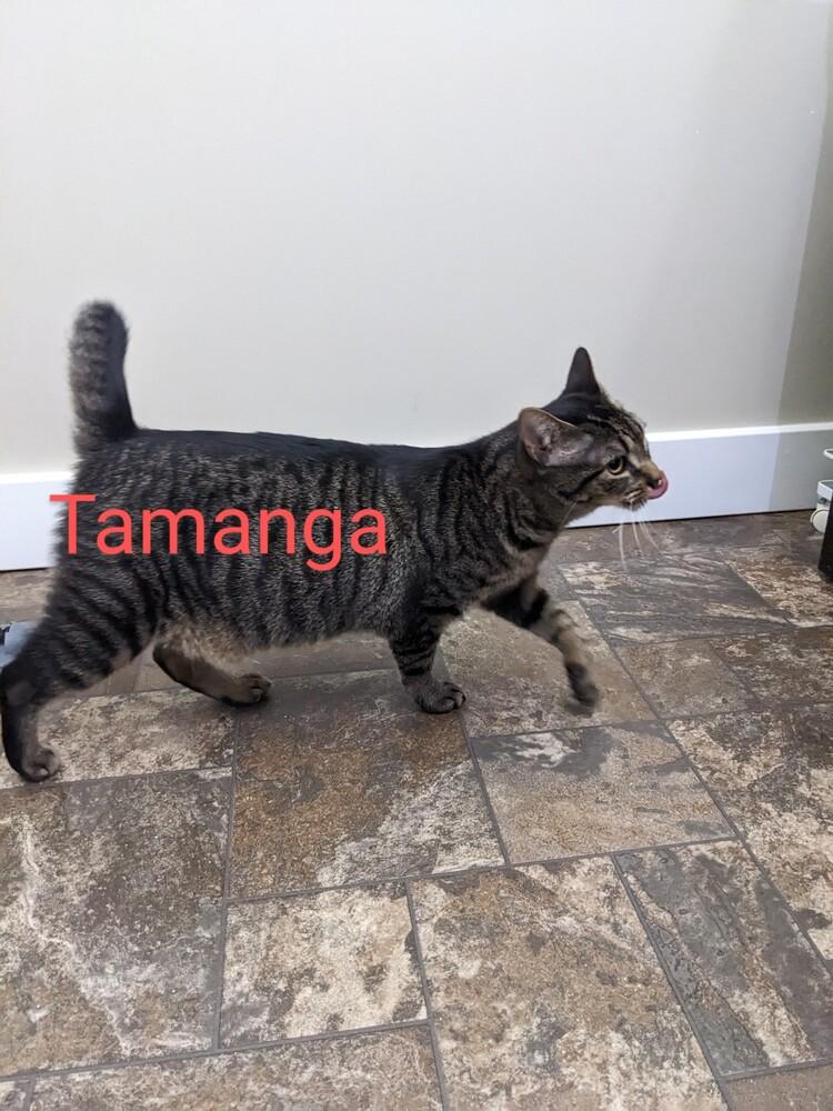 Enlarge Tamanga, a Adoptable mixed breed in Greensboro, NC image 5/5