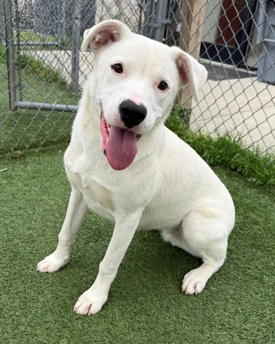 Enlarge Taylor, a ADOPTABLE Mixed Breed in South Kingstown, RI image 2/2
