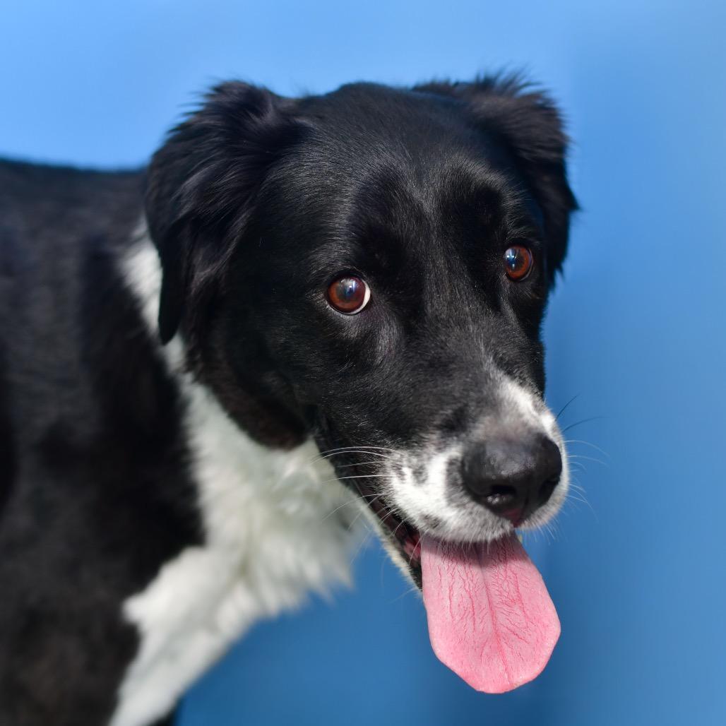 Chester (James), Adoptable, Senior Male Border Collie & Mixed Breed.
