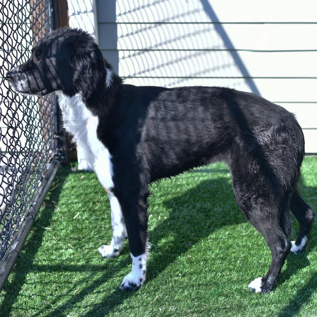 Enlarge Chester (James), a Adoptable mixed breed in Ottawa, KS image 2/2