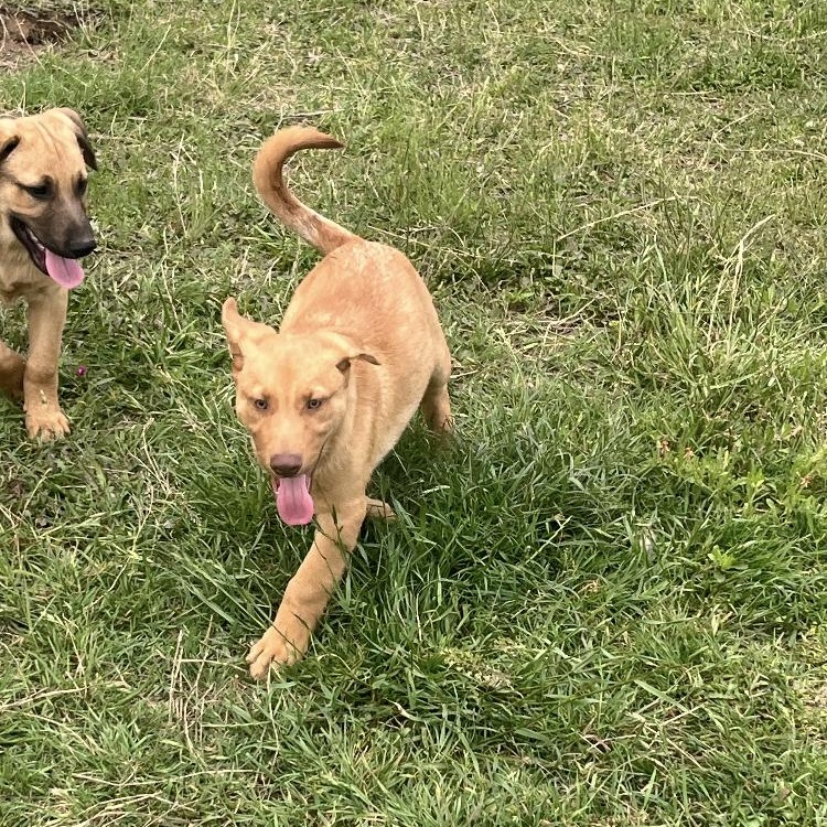 Enlarge Velvet, a Adoptable mixed breed in Arvada, CO image 2/3