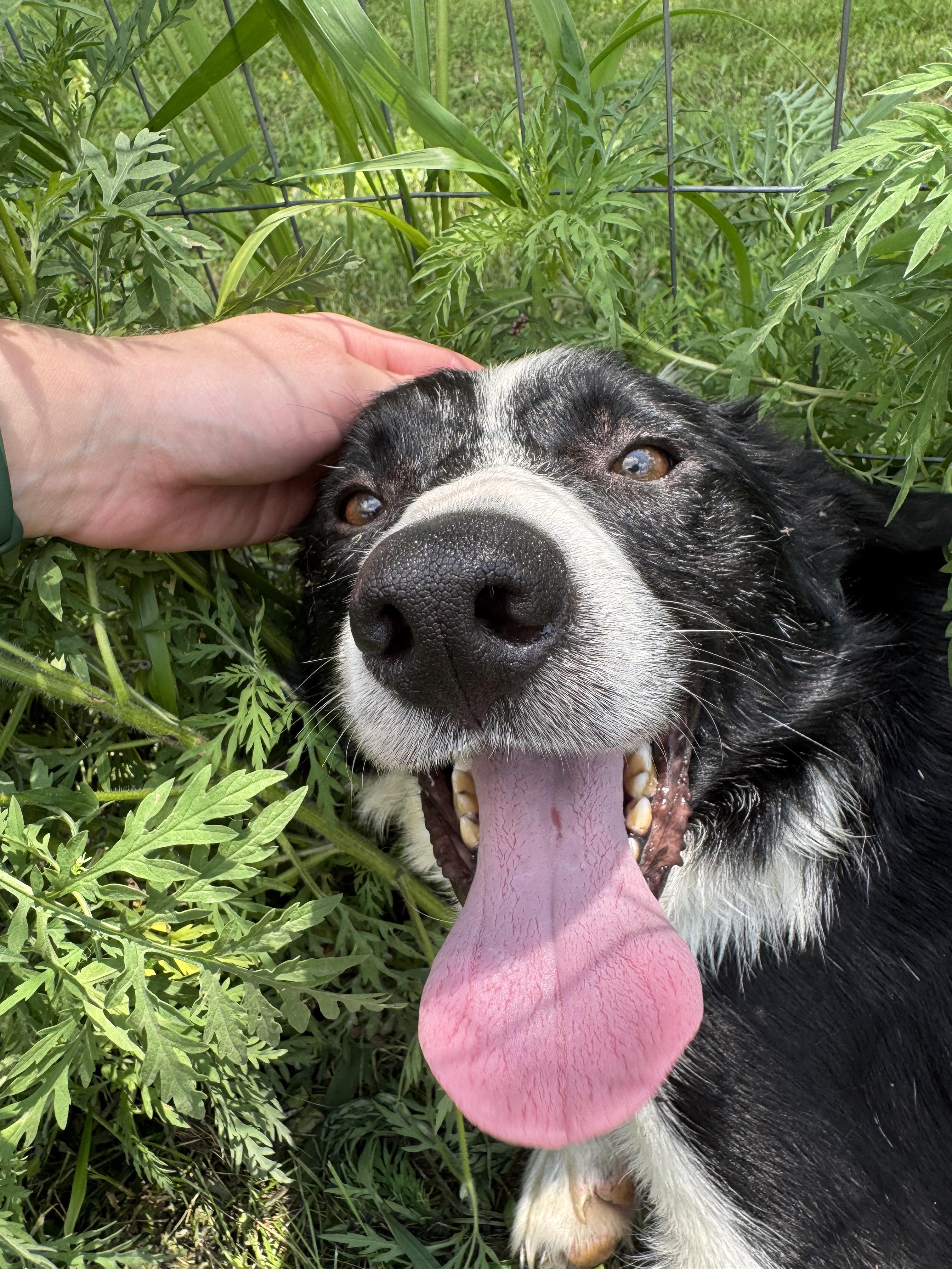 Enlarge Banner, a Adoptable Border Collie in Stewartsville, MO image 1/4