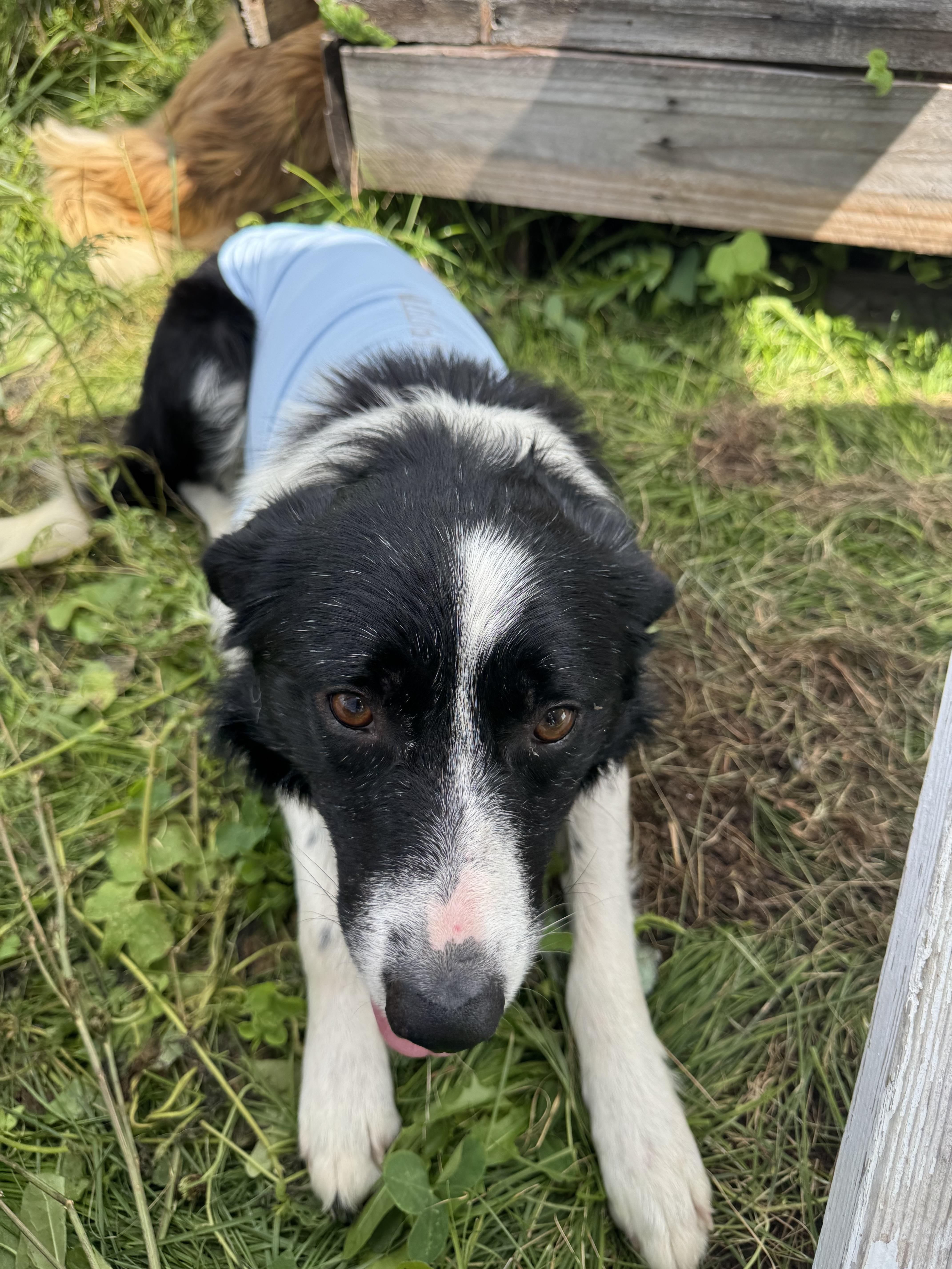 Enlarge Banner, a Adoptable Border Collie in Stewartsville, MO image 3/4