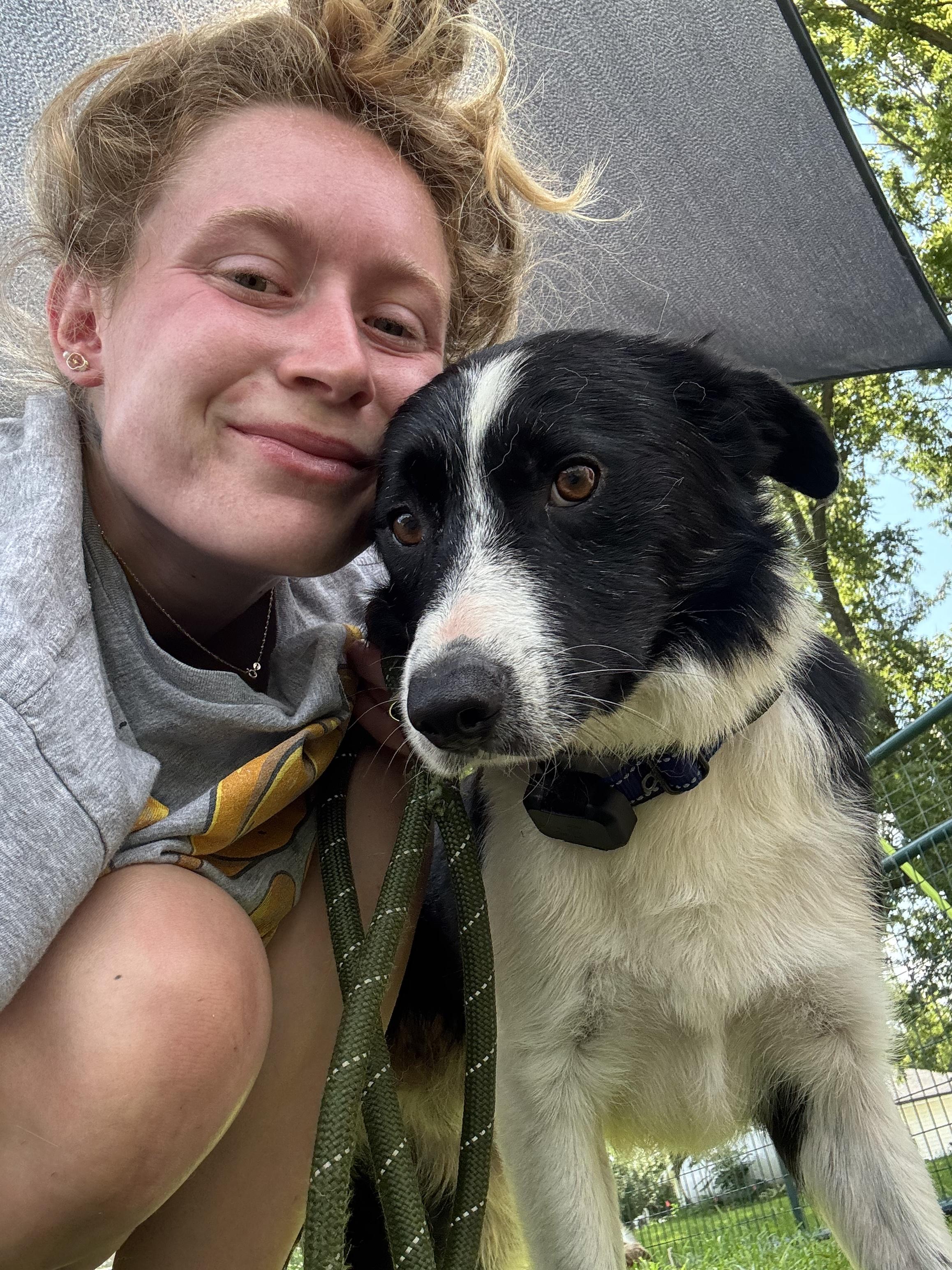 Enlarge Banner, a Adoptable Border Collie in Stewartsville, MO image 4/4