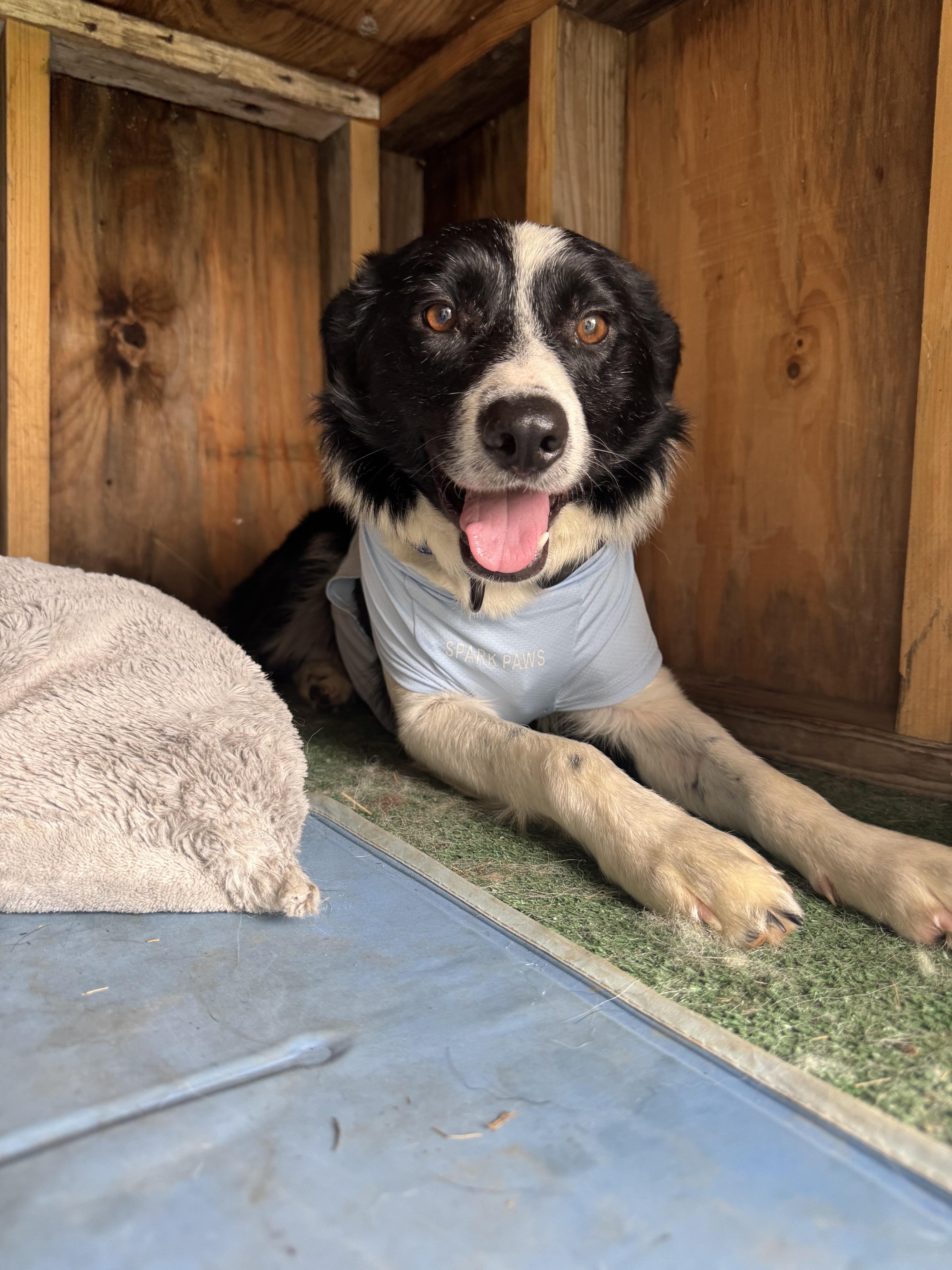 Enlarge Banner, a Adoptable Border Collie in Stewartsville, MO image 2/4