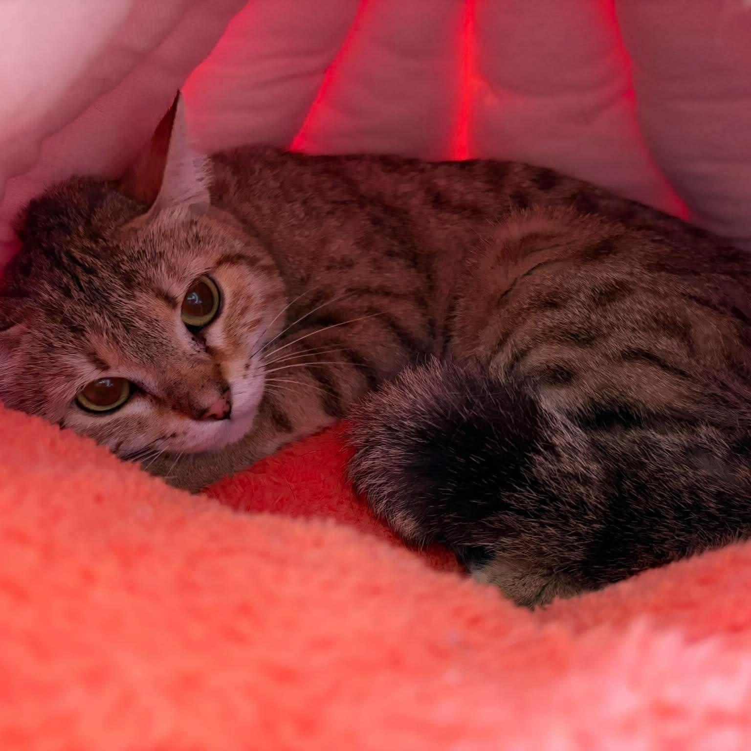 Red Squirrel, Adoptable, Young Female Bengal.