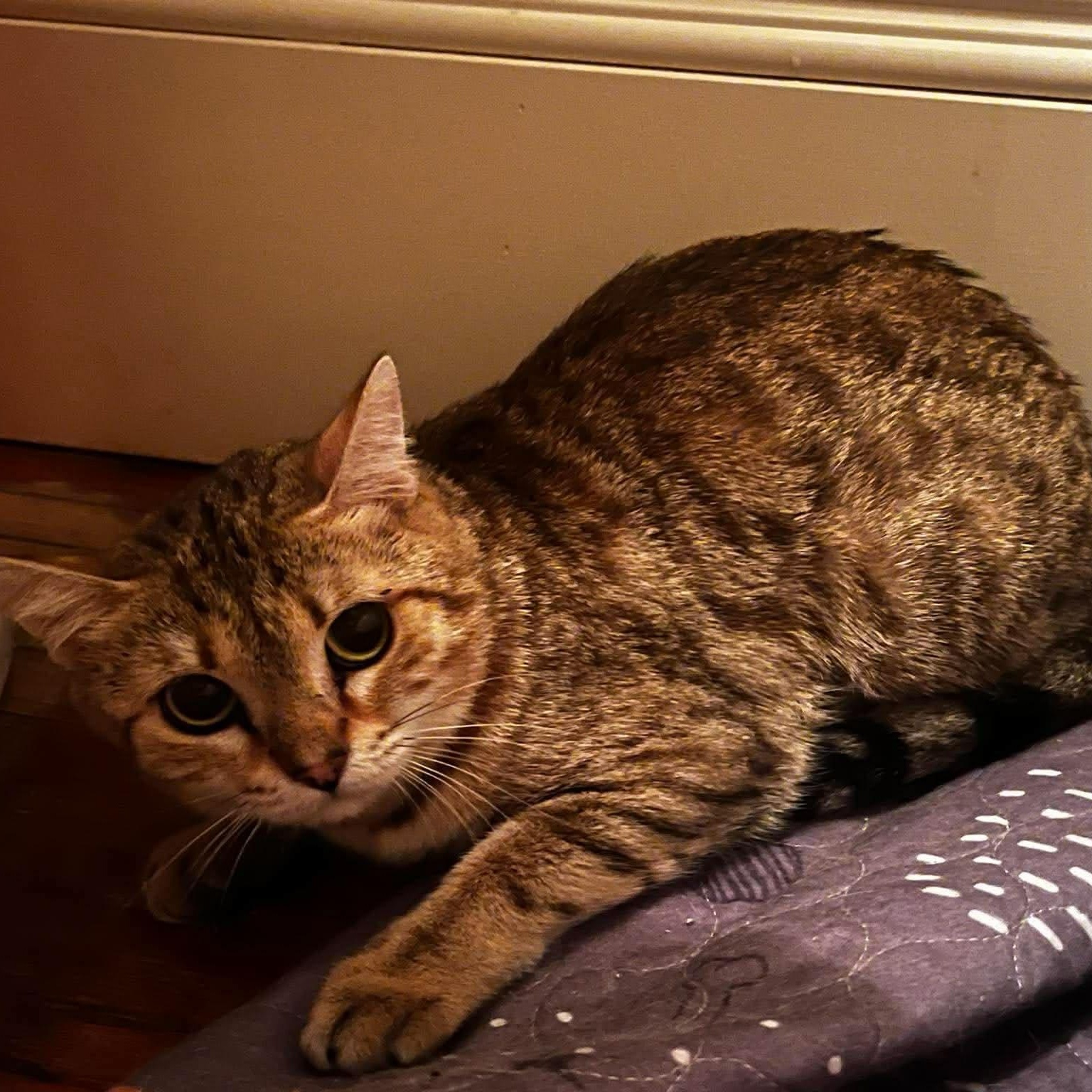Enlarge Red Squirrel, a Adoptable Bengal in St Thomas, ON image 2/2