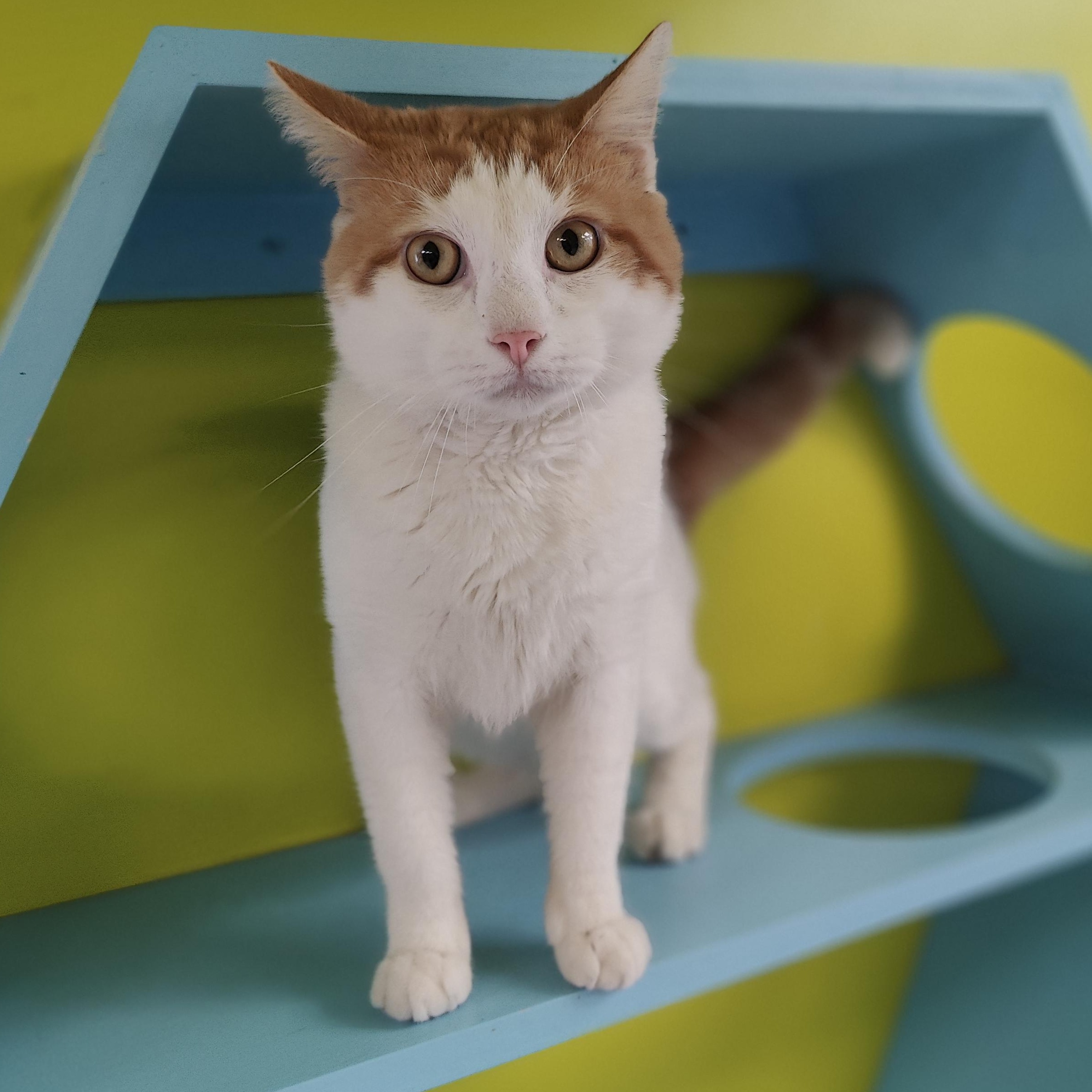 Loki, Adoptable, Adult Male Domestic Short Hair.