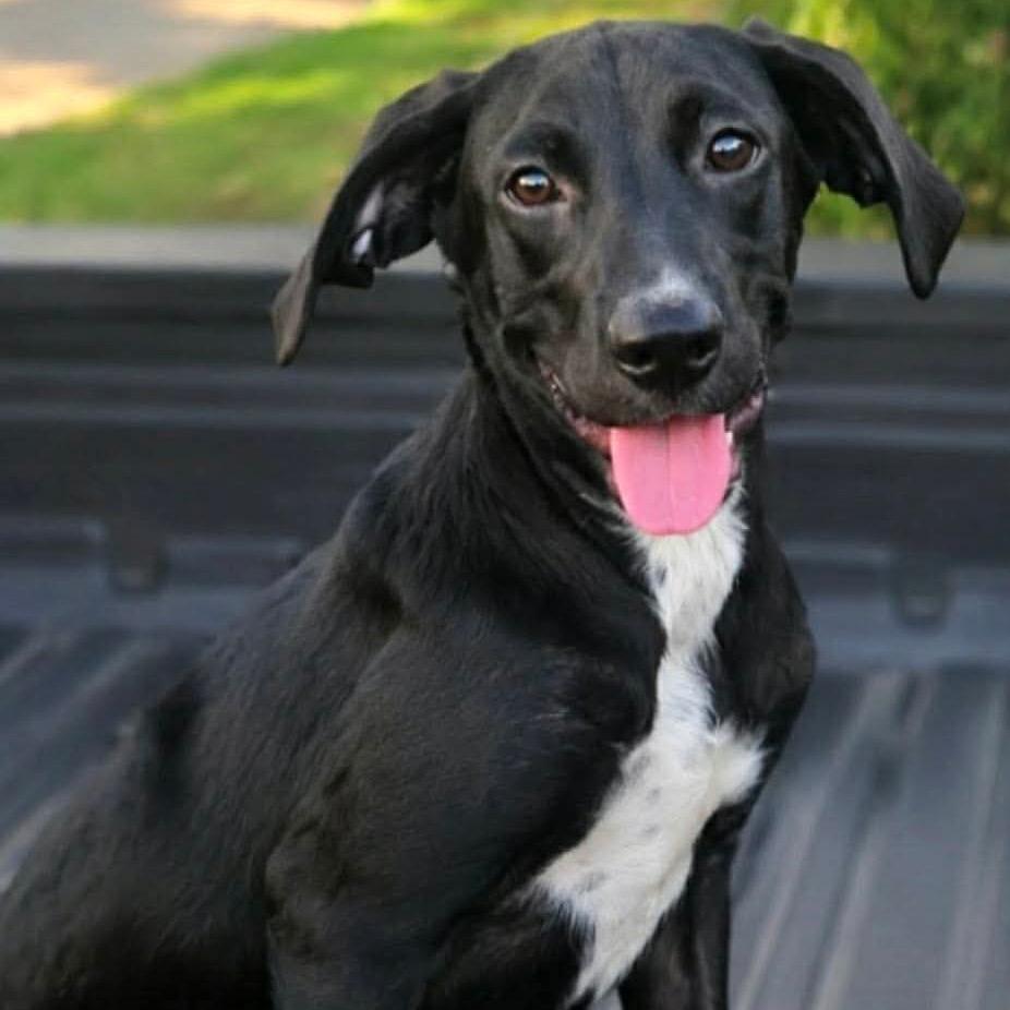 Enlarge Lady Davis, a Adoptable Labrador Retriever in Wadena, MN image 1/1