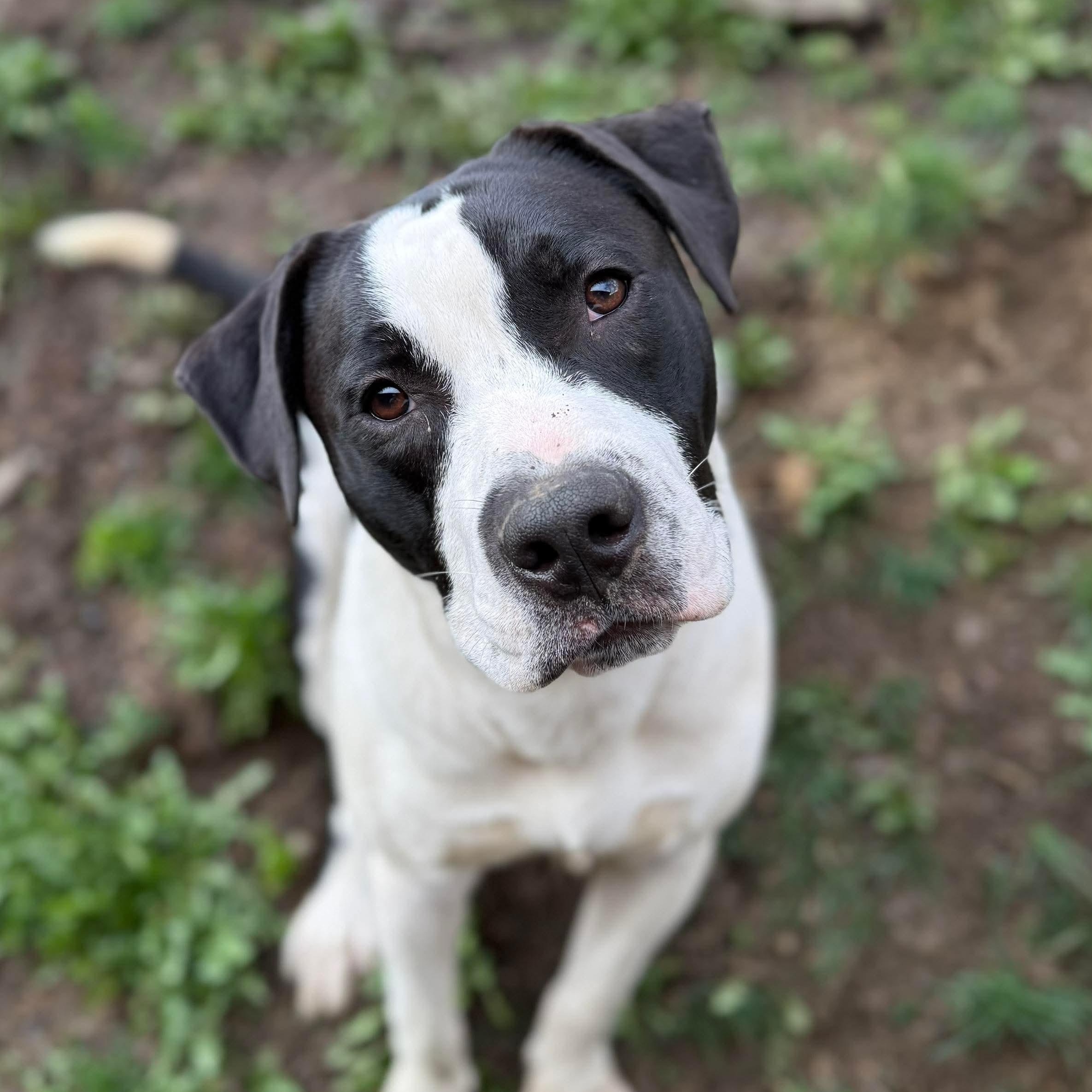 Major, Young Male American Bulldog