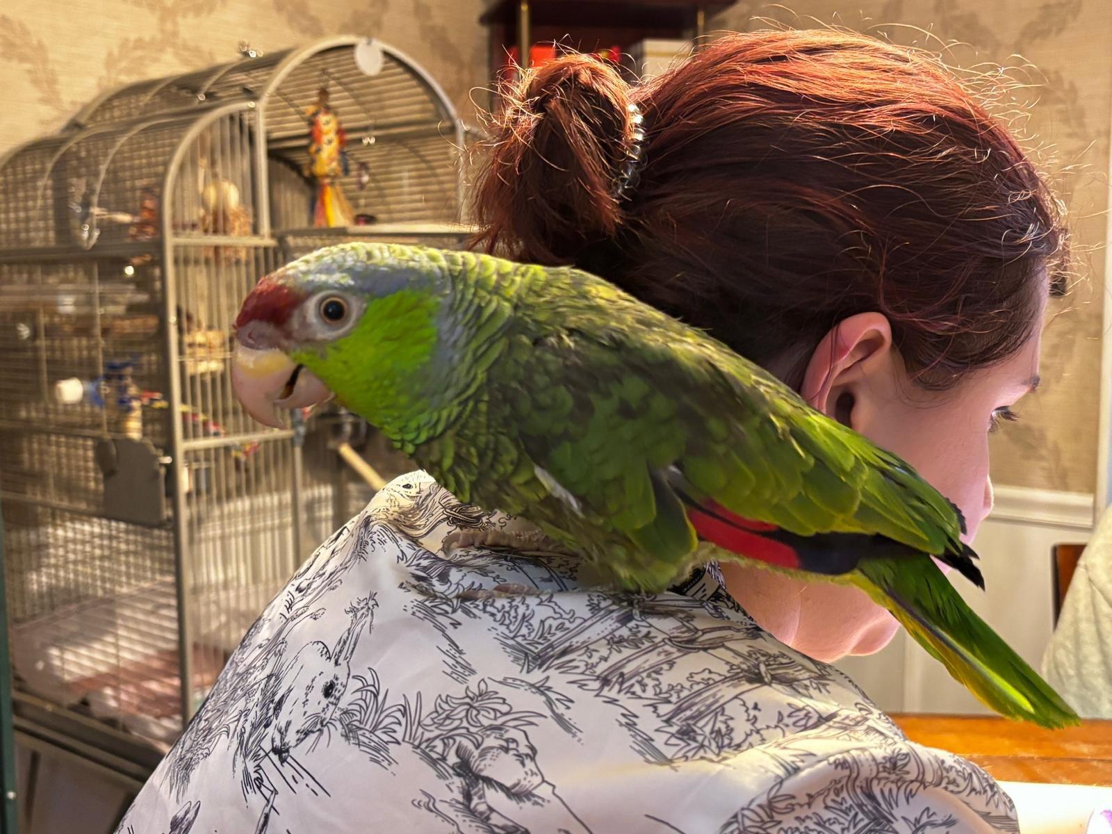 Annie, Adoptable, Young Female Amazon.