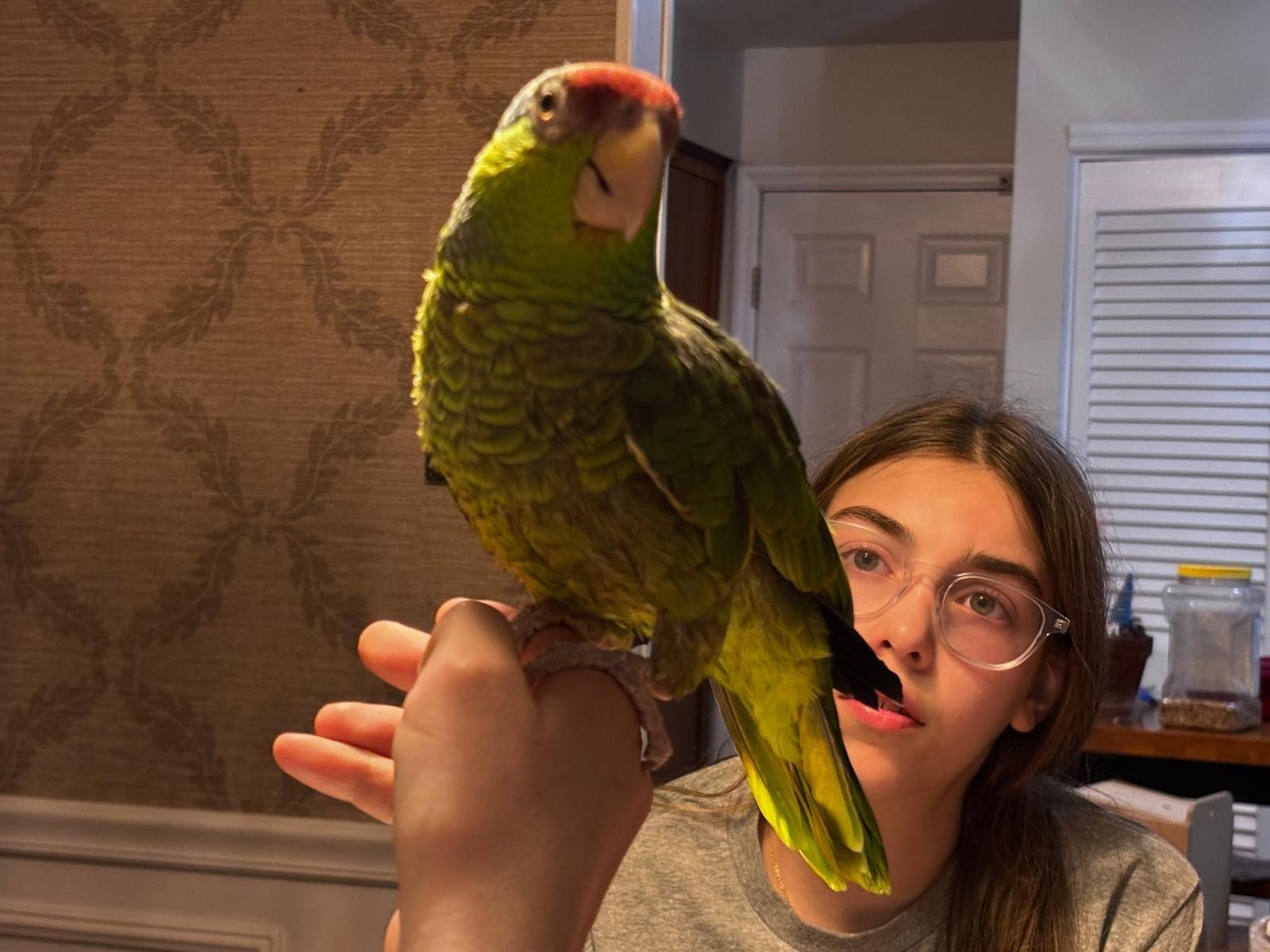 Enlarge Annie, a Adoptable Amazon in Belford, NJ image 2/3