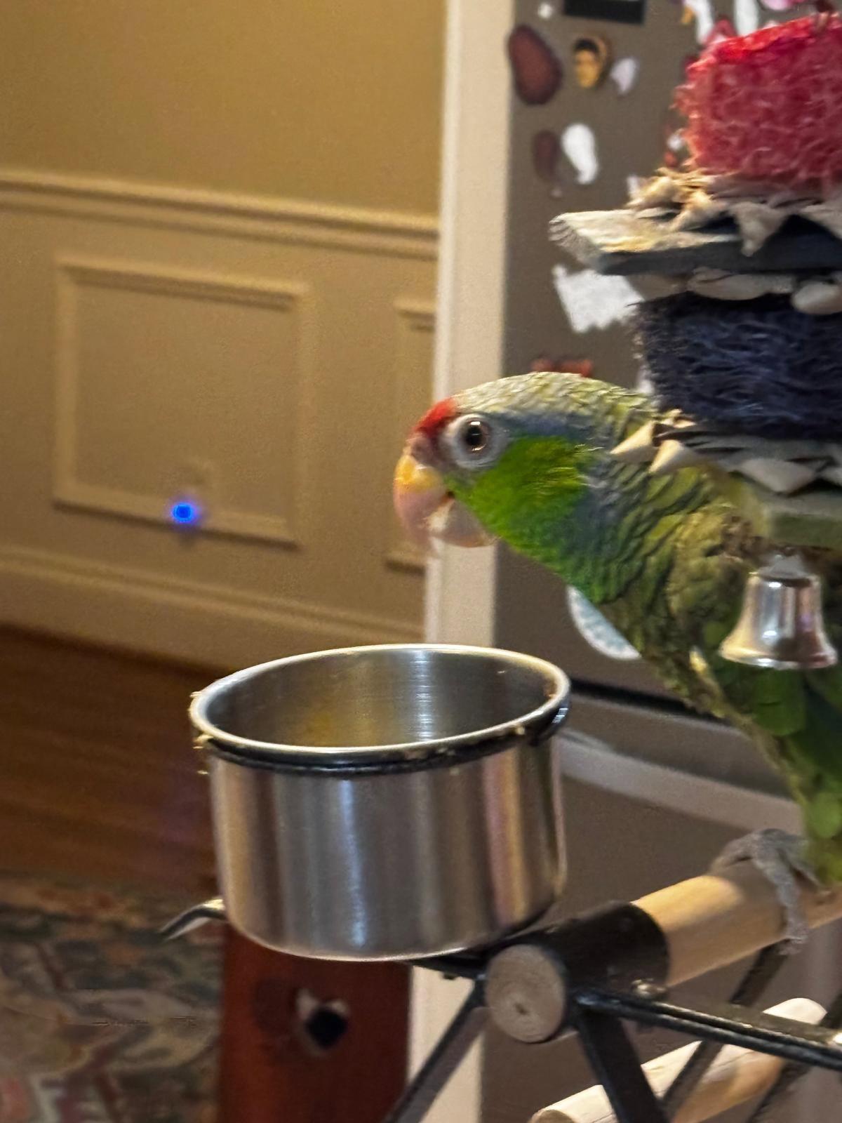 Enlarge Annie, a Adoptable Amazon in Belford, NJ image 3/3