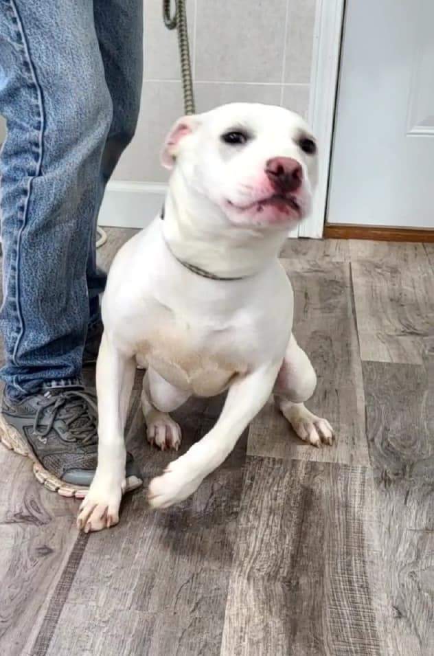 Enlarge Lulu, a Adoptable mixed breed in Hoopeston, IL image 1/12