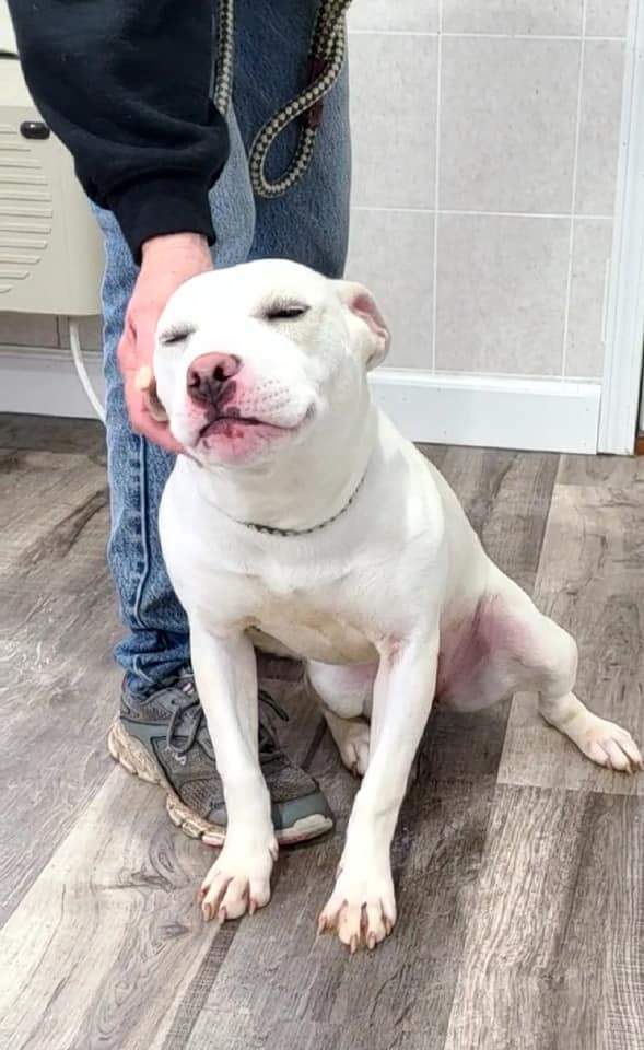 Enlarge Lulu, a Adoptable mixed breed in Hoopeston, IL image 2/12