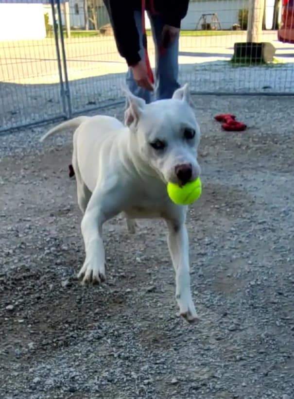 Enlarge Lulu, a Adoptable mixed breed in Hoopeston, IL image 3/12