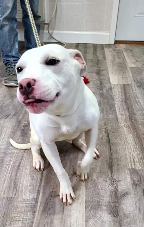 Enlarge Lulu, a Adoptable mixed breed in Hoopeston, IL image 4/12