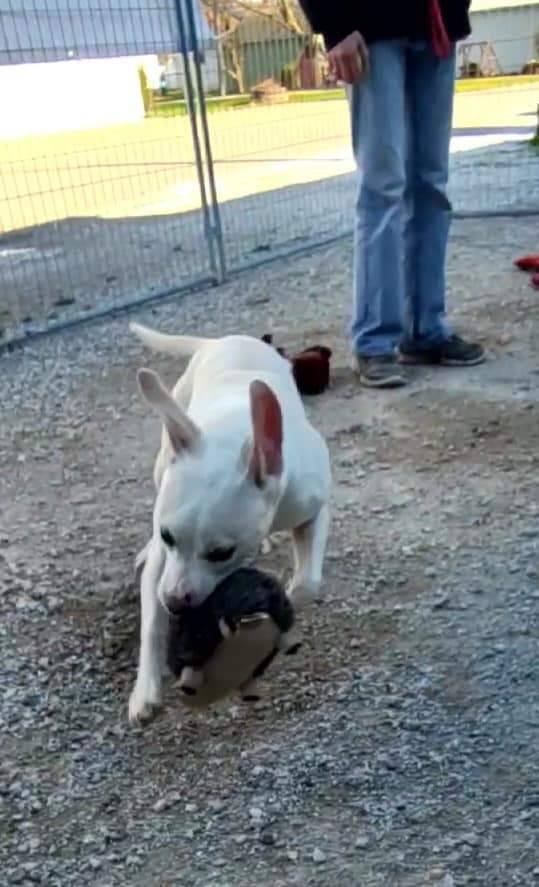 Enlarge Lulu, a Adoptable mixed breed in Hoopeston, IL image 5/12