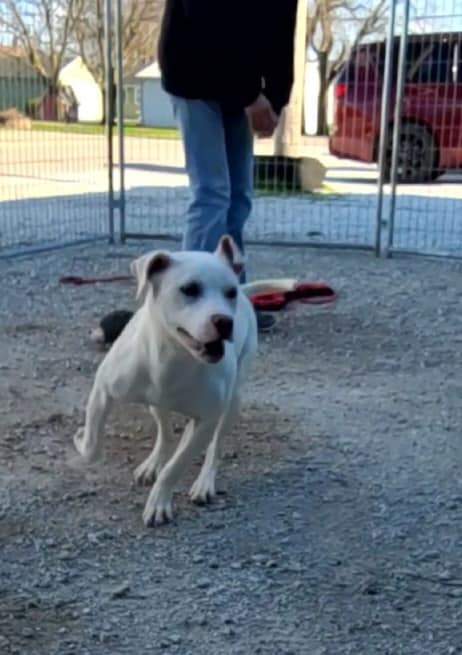 Enlarge Lulu, a Adoptable mixed breed in Hoopeston, IL image 6/12