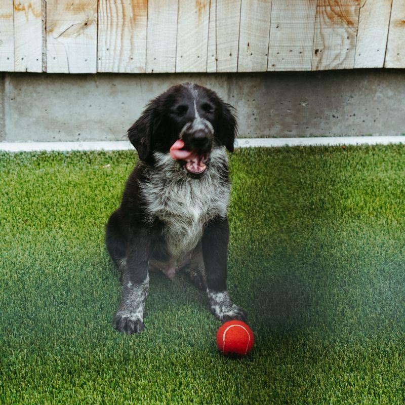 Enlarge Flip, a Adopted mixed breed in Jackson, WY image 3/3
