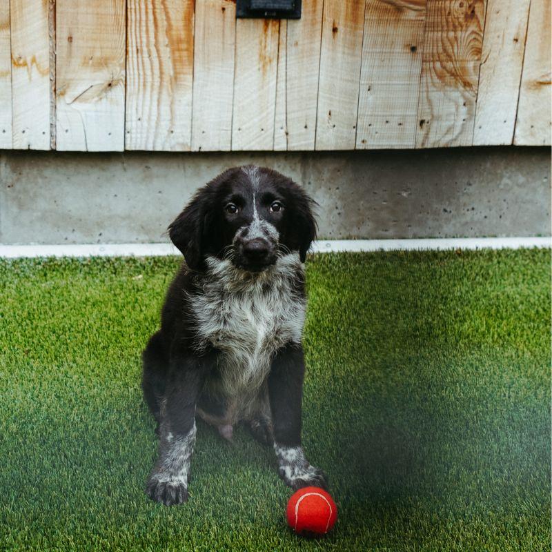Flip, Adopted, Puppy Male Border Collie.