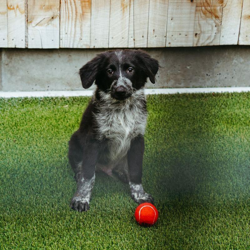 Enlarge Flip, a Adopted mixed breed in Jackson, WY image 2/3