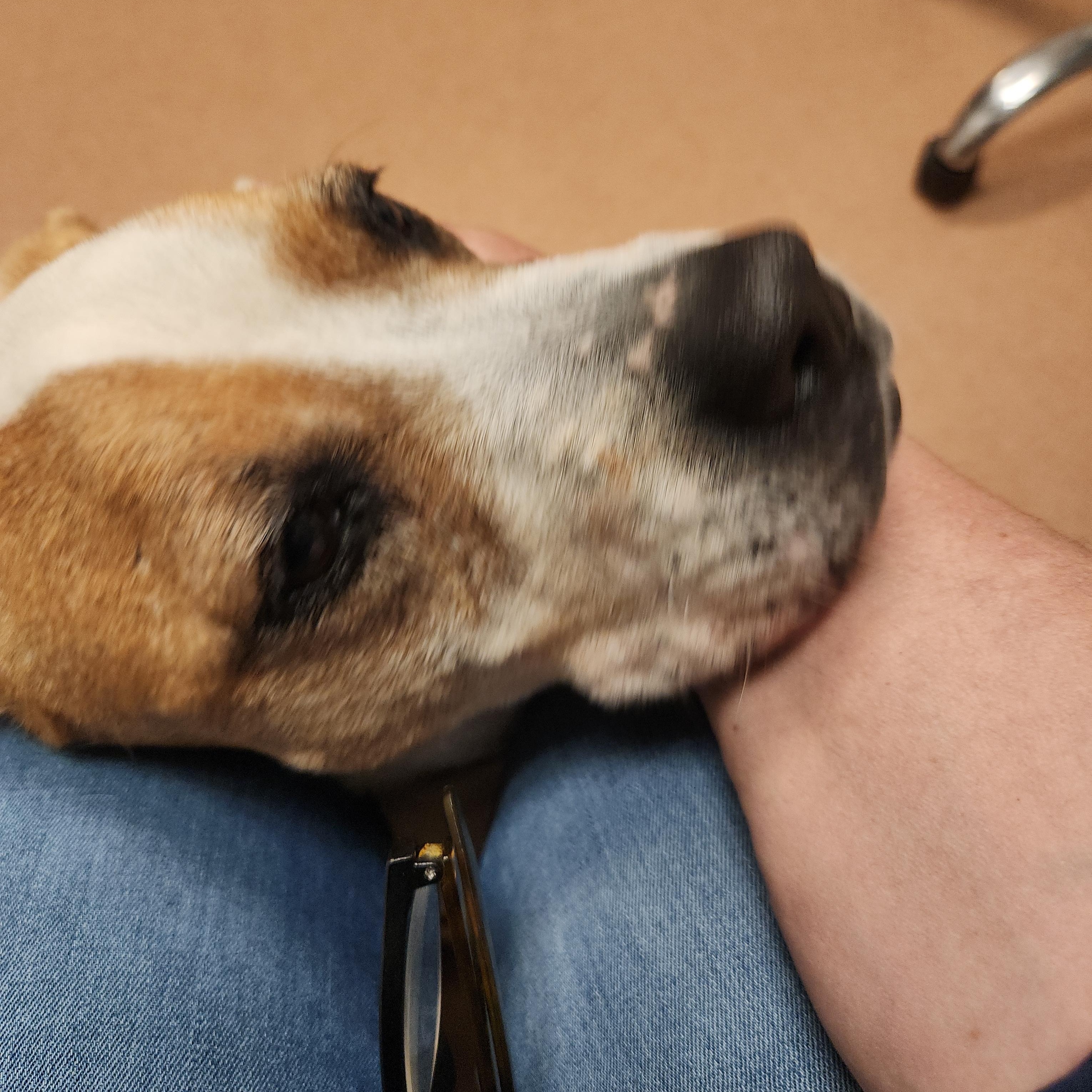 Alexus - Absolute Gem of a Dog!!, a ADOPTABLE mixed breed in Buford, GA image 6/6