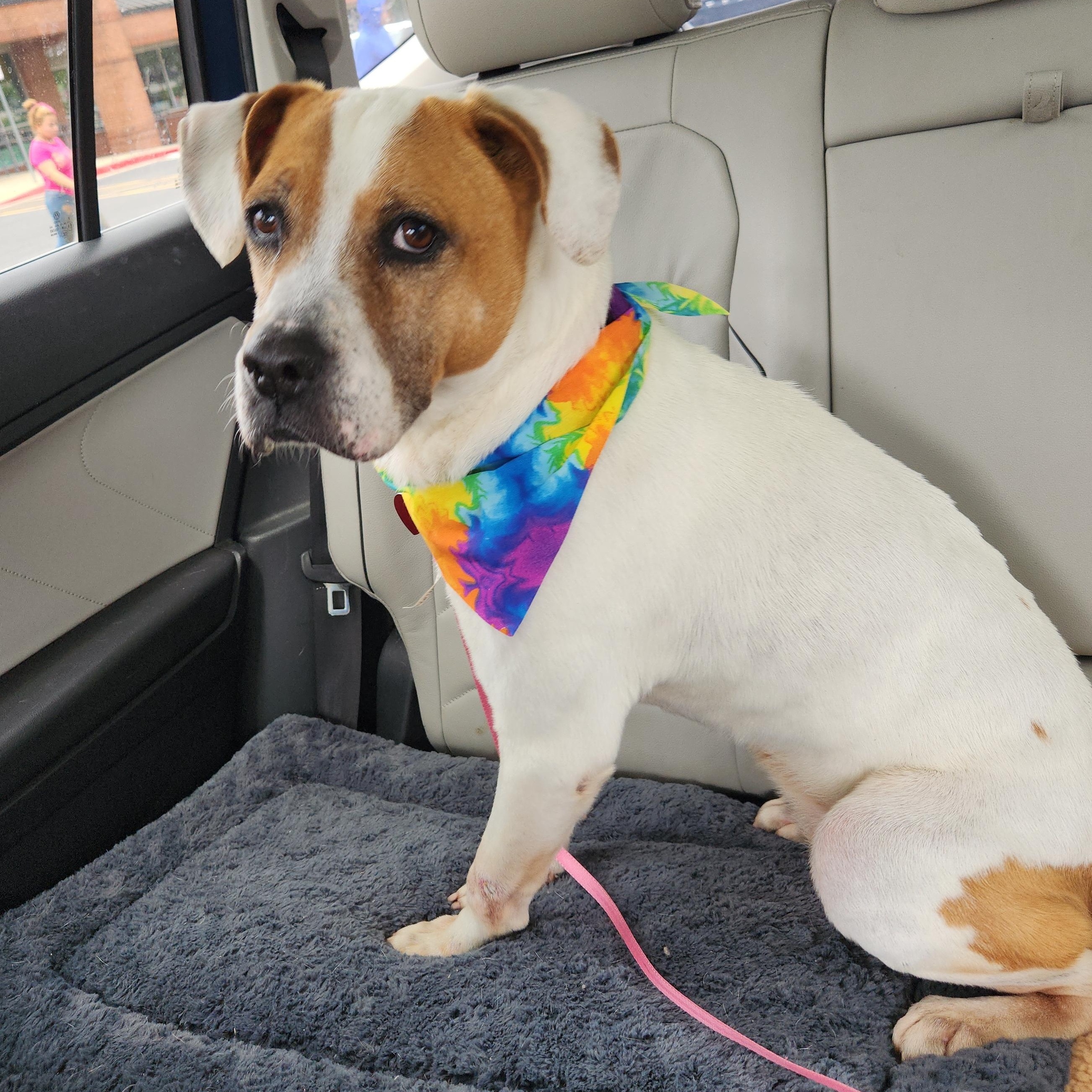 Alexus - Absolute Gem of a Dog!!, a ADOPTABLE mixed breed in Buford, GA image 5/6