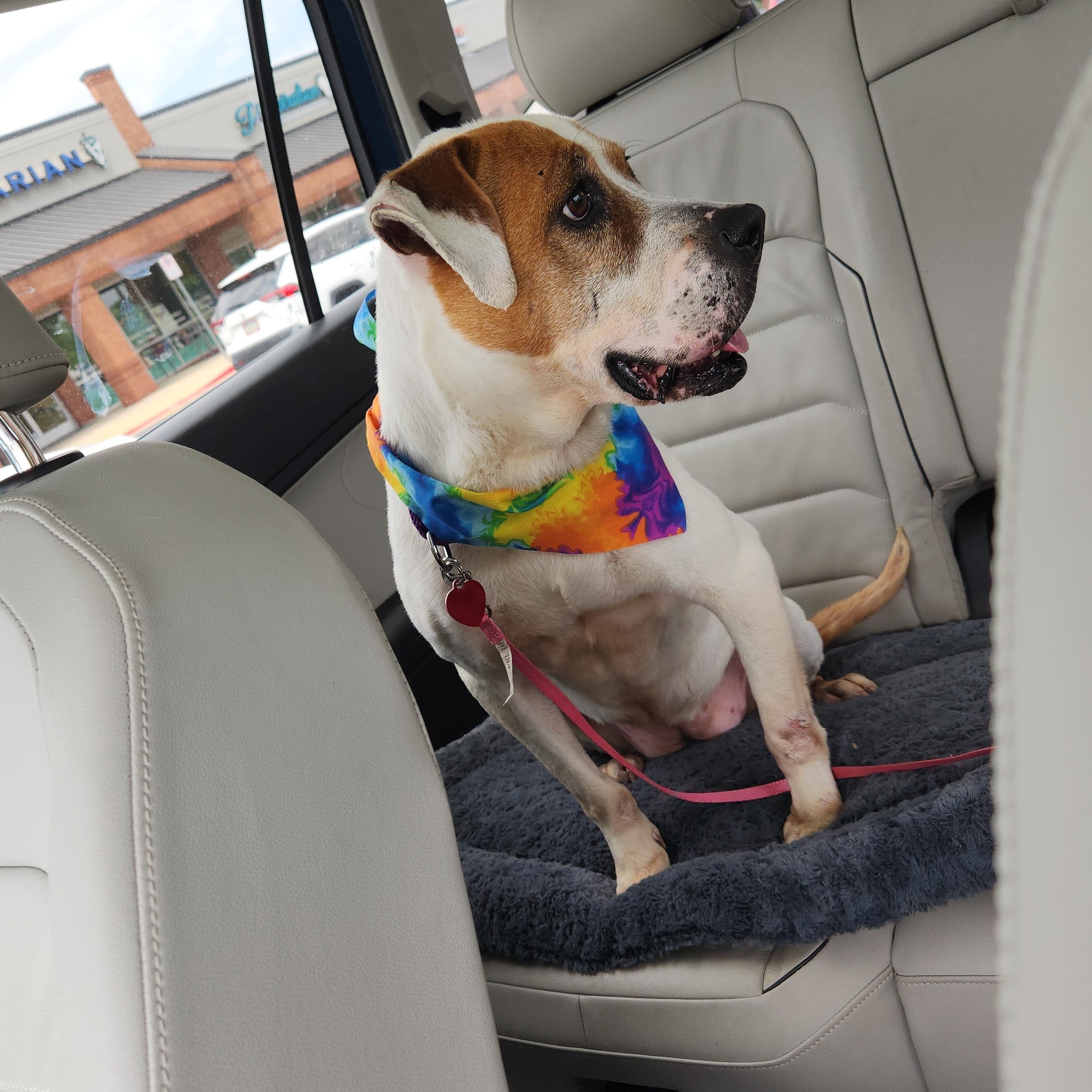 Alexus - Absolute Gem of a Dog!!, a ADOPTABLE mixed breed in Buford, GA image 3/6