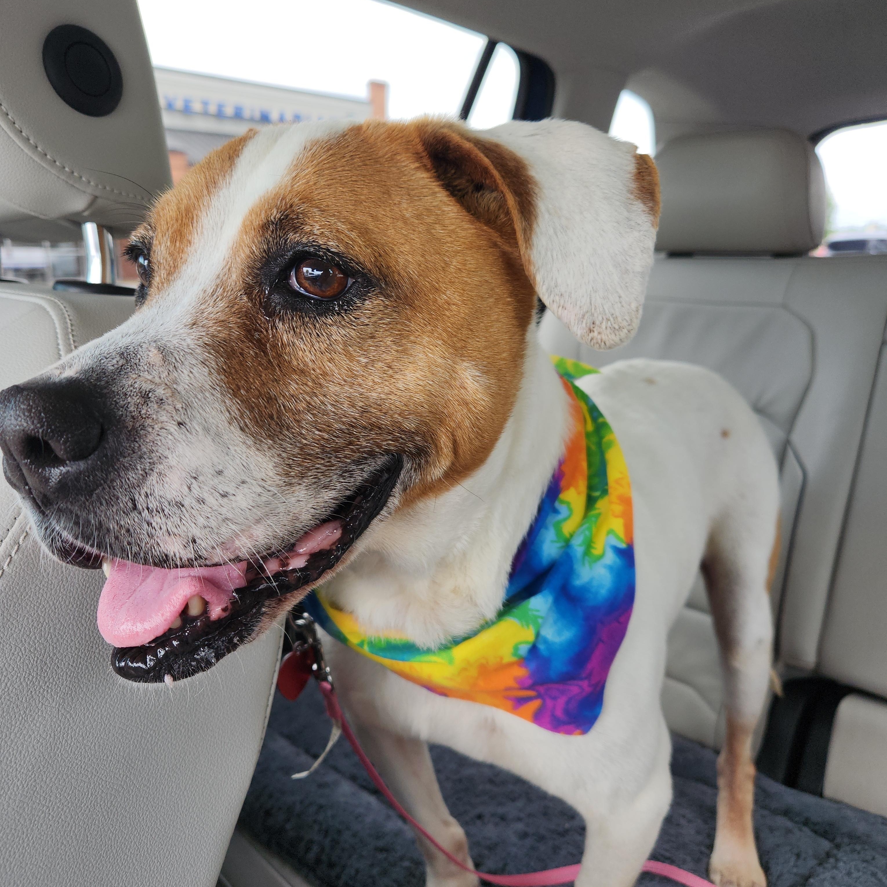 Alexus - Absolute Gem of a Dog!!, a ADOPTABLE mixed breed in Buford, GA image 2/6
