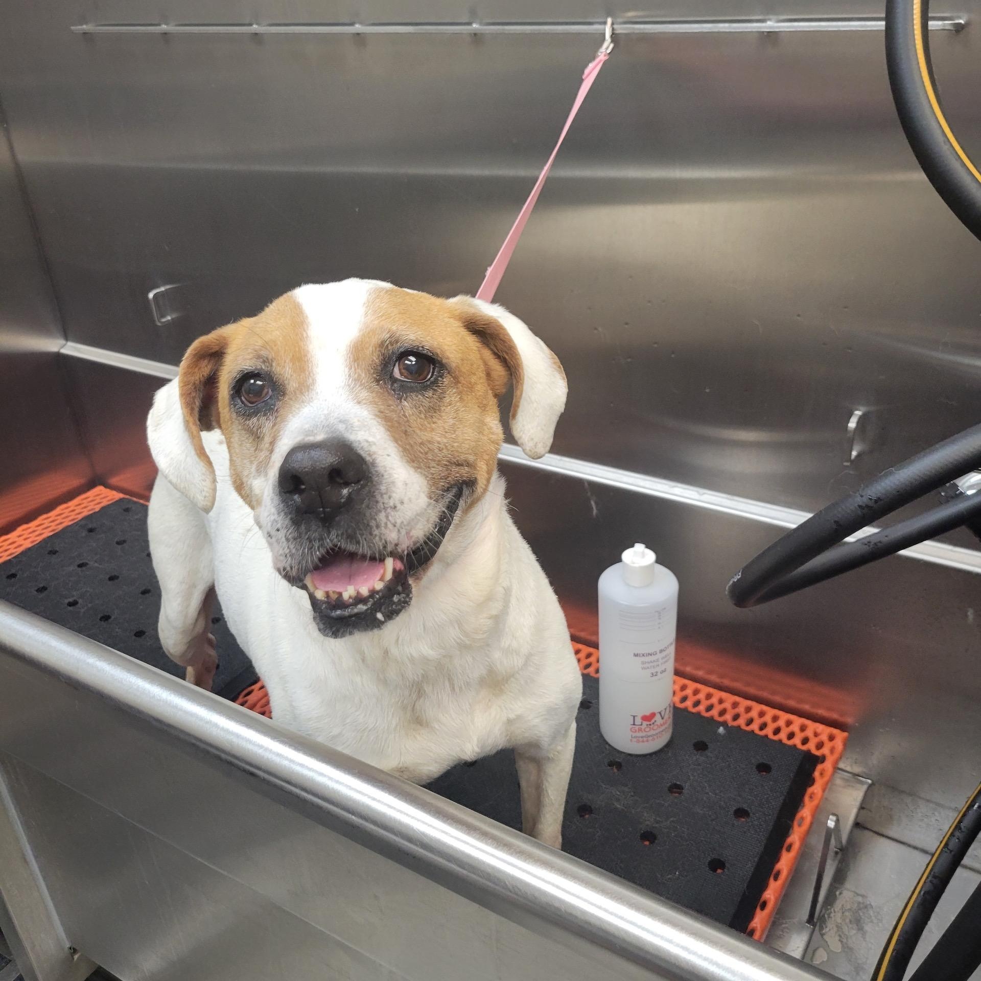 Alexus - Absolute Gem of a Dog!!, a ADOPTABLE mixed breed in Buford, GA image 4/6