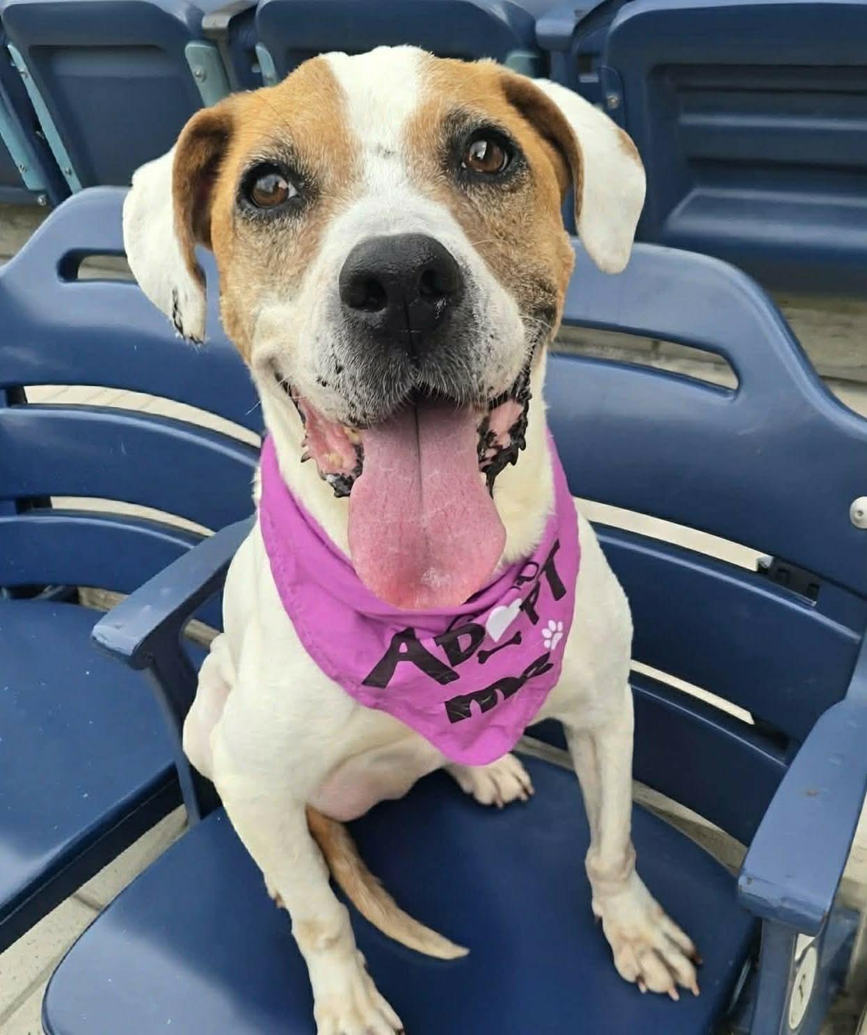 Alexus - Absolute Gem of a Dog!!, a ADOPTABLE mixed breed in Buford, GA image 1/6