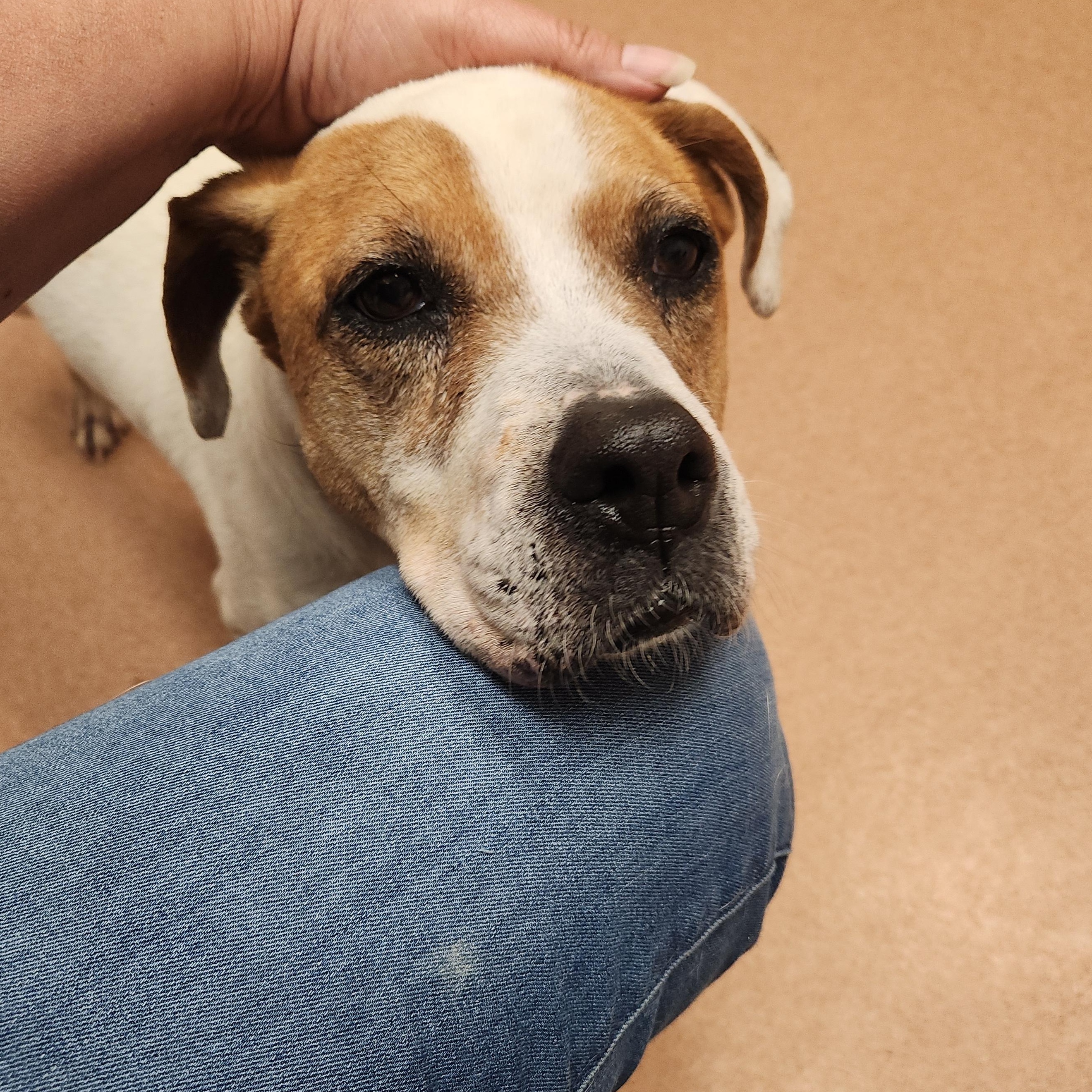 Alexus - Absolute Gem of a Dog!!, a ADOPTABLE mixed breed in Buford, GA image 1/6