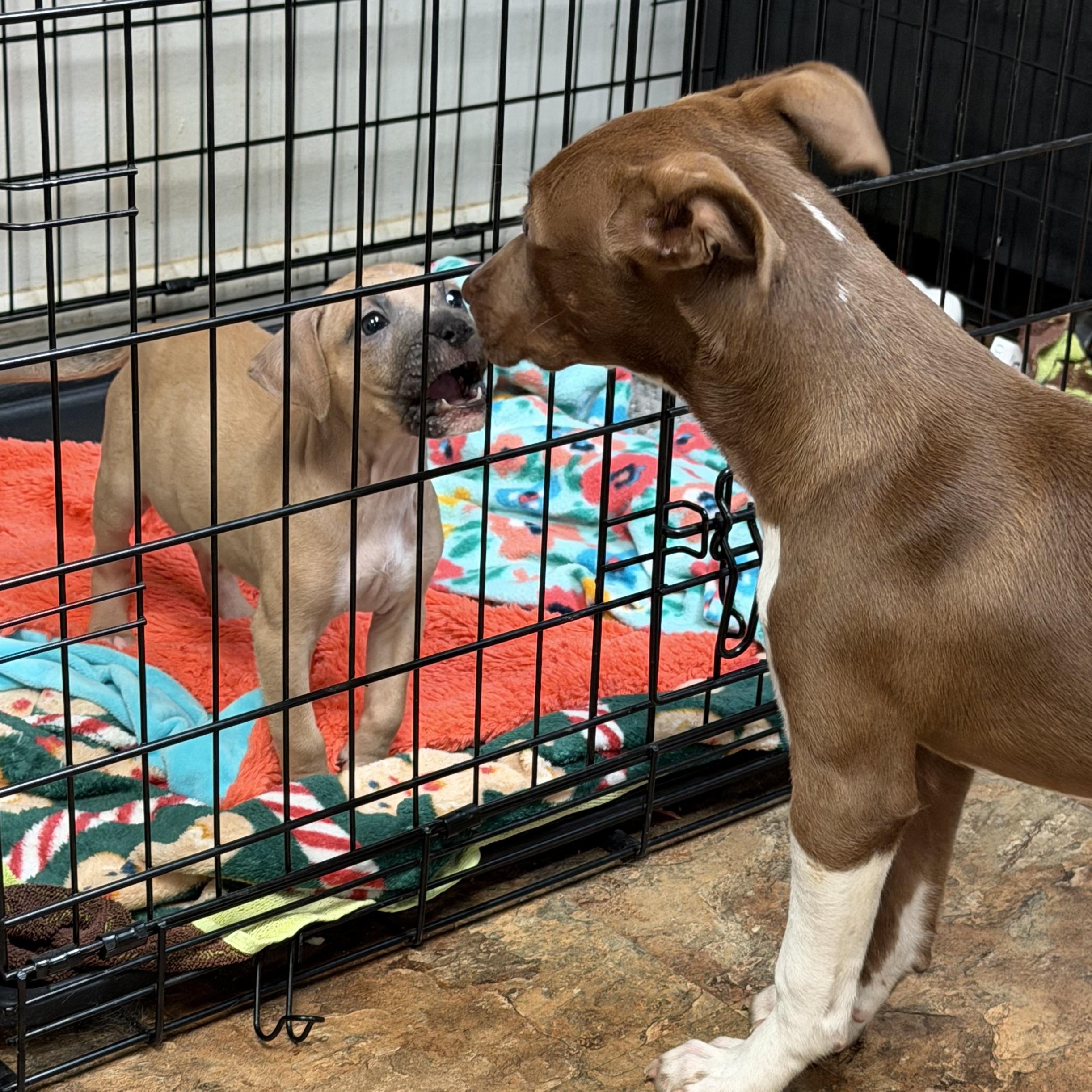 CHINA - ARRIVING IN MAINE MAY 16TH, a ADOPTABLE Mixed Breed in Berwick, ME image 4/4