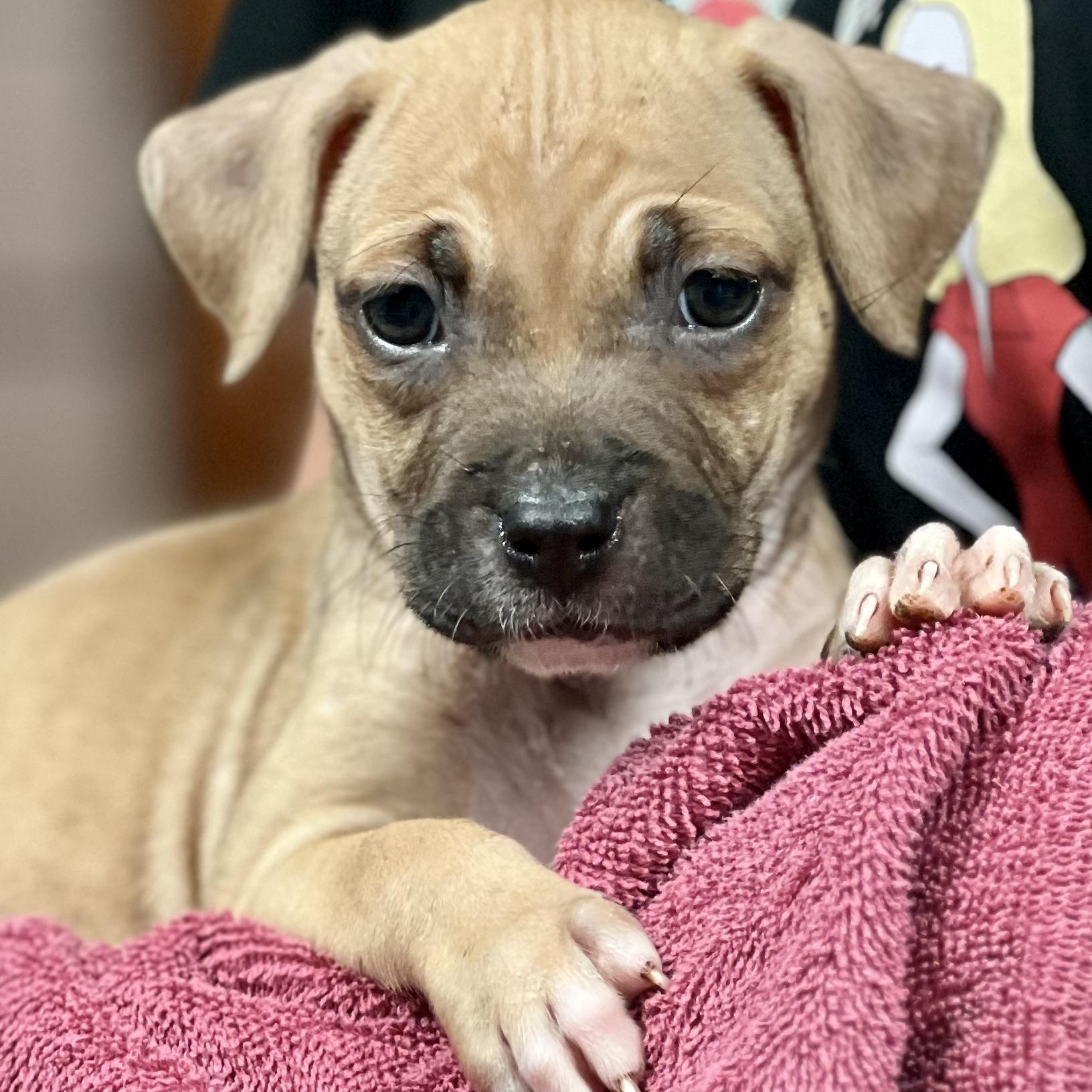 CHINA - ARRIVING IN MAINE MAY 16TH, a ADOPTABLE Mixed Breed in Berwick, ME image 2/4