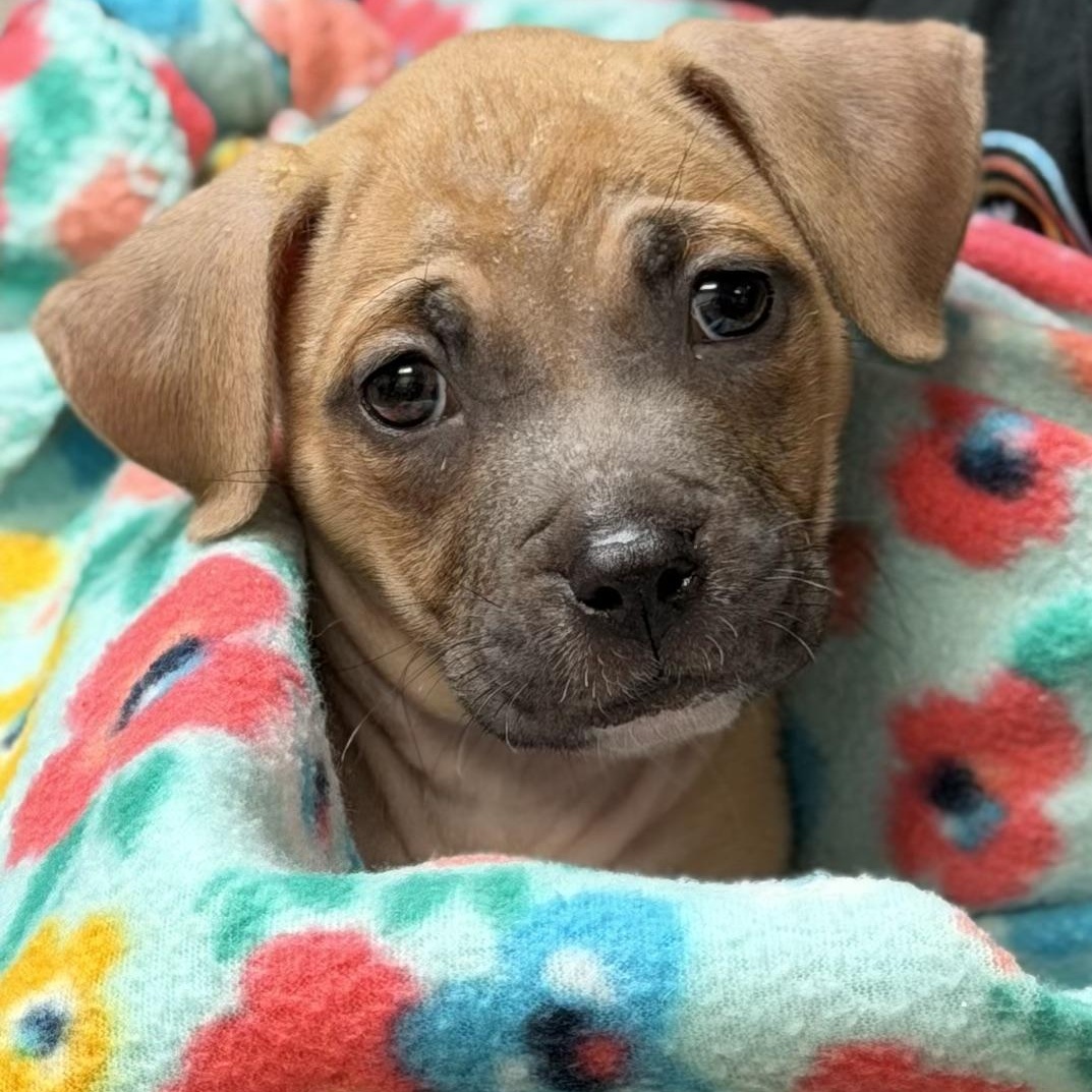 CHINA - ARRIVING IN MAINE MAY 16TH, ADOPTABLE, Puppy Female Mixed Breed.