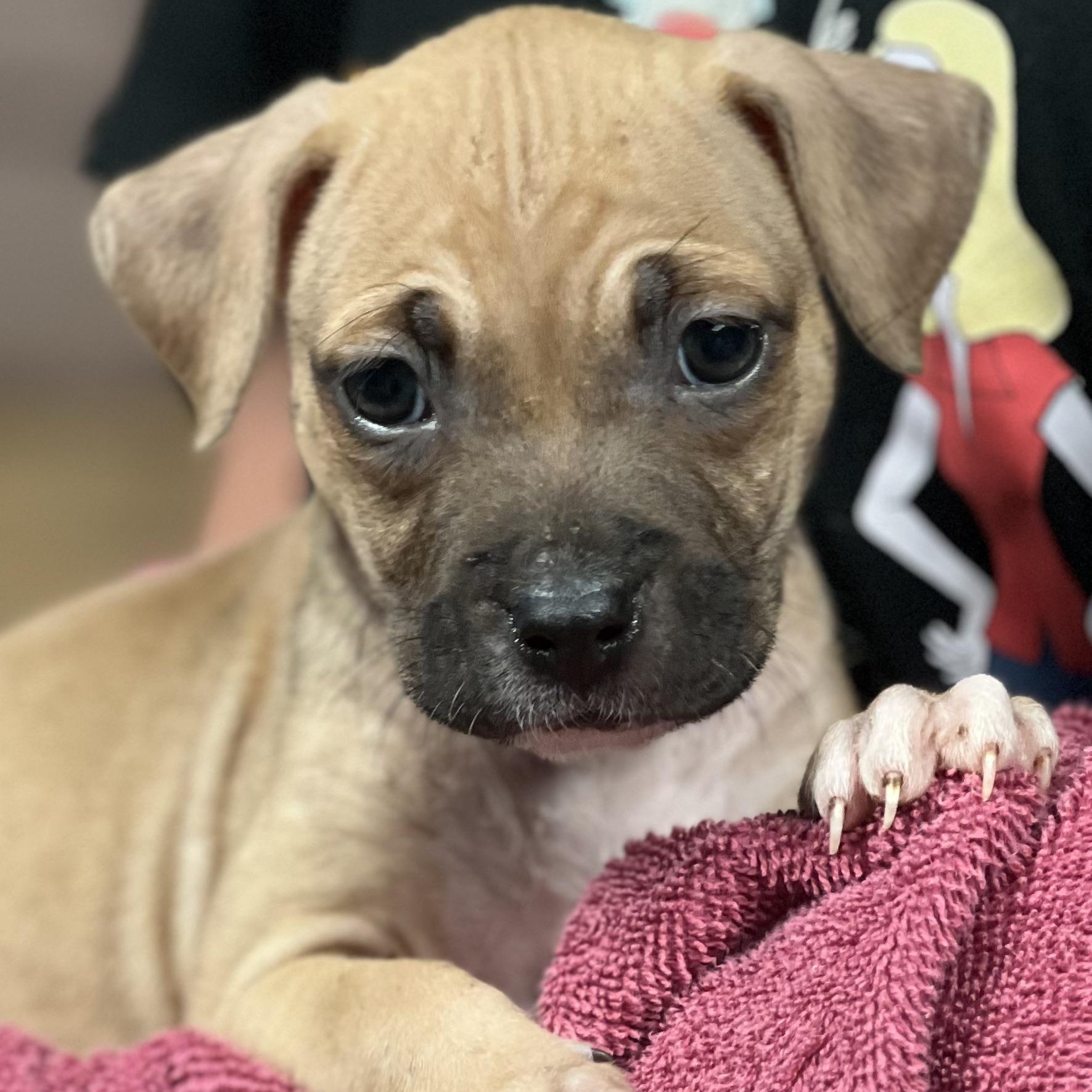 CHINA - ARRIVING IN MAINE MAY 16TH, a ADOPTABLE Mixed Breed in Berwick, ME image 3/4