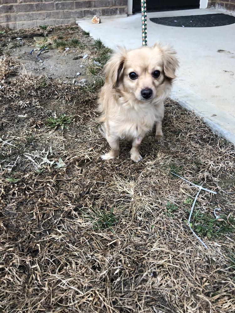 Duke, Adopted, Adult Male Chihuahua.