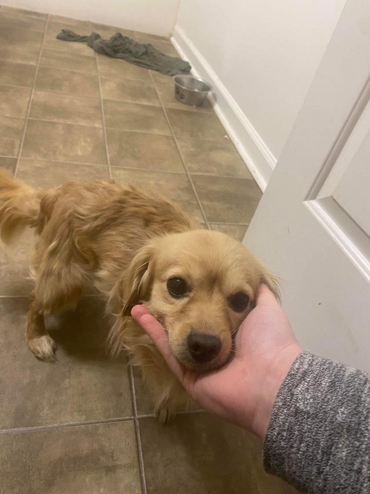 Enlarge Duke, a Adopted mixed breed in Dickson, TN image 2/2