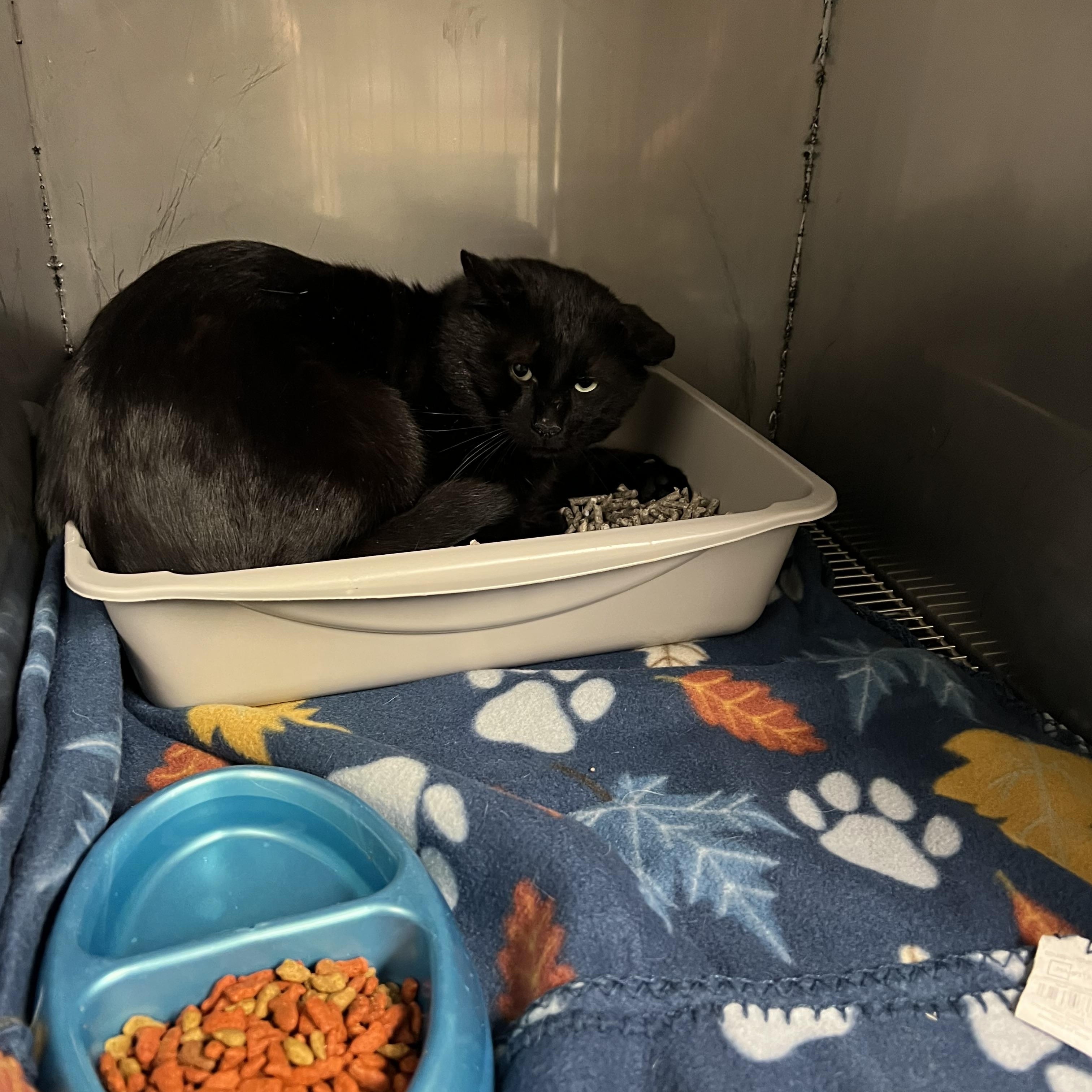 Blackie, ADOPTABLE, Young Male Domestic Short Hair.