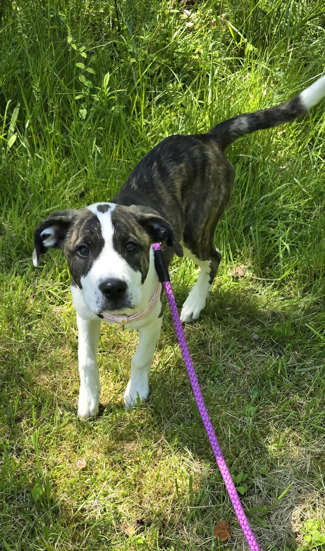 Enlarge SARAH , an adopted mixed breed in Keyser, WV image 1/1