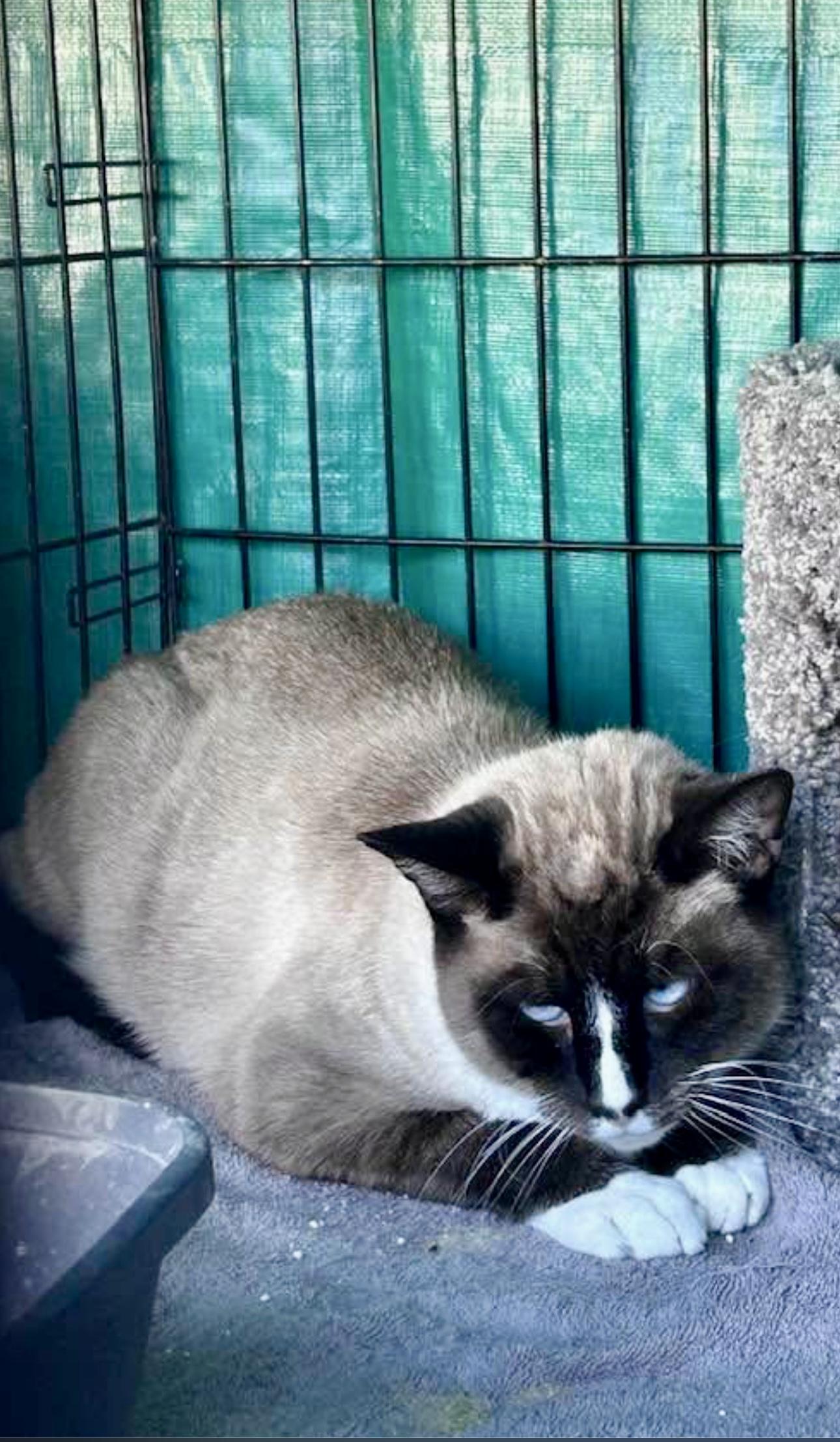 Enlarge King Arthur the First, a Adoptable Siamese in Pomona, CA image 1/1
