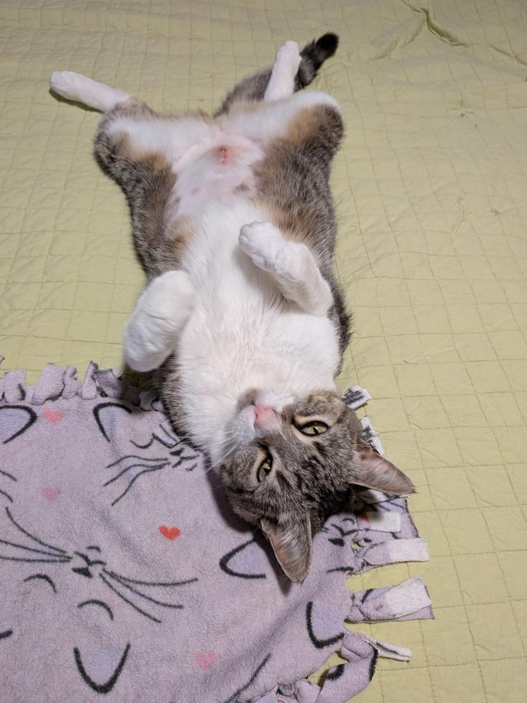 Miss. Bean, Adoptable, Young Female Domestic Short Hair.