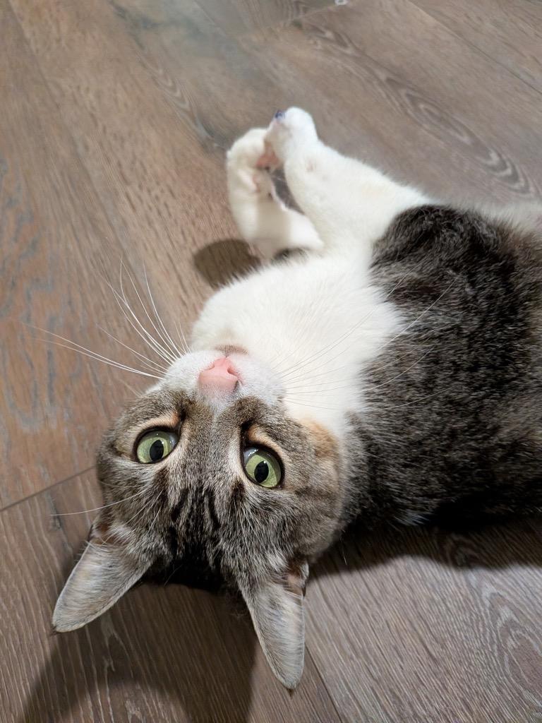 Enlarge Miss. Bean, a Adoptable mixed breed in Fort Oglethorpe, GA image 2/6